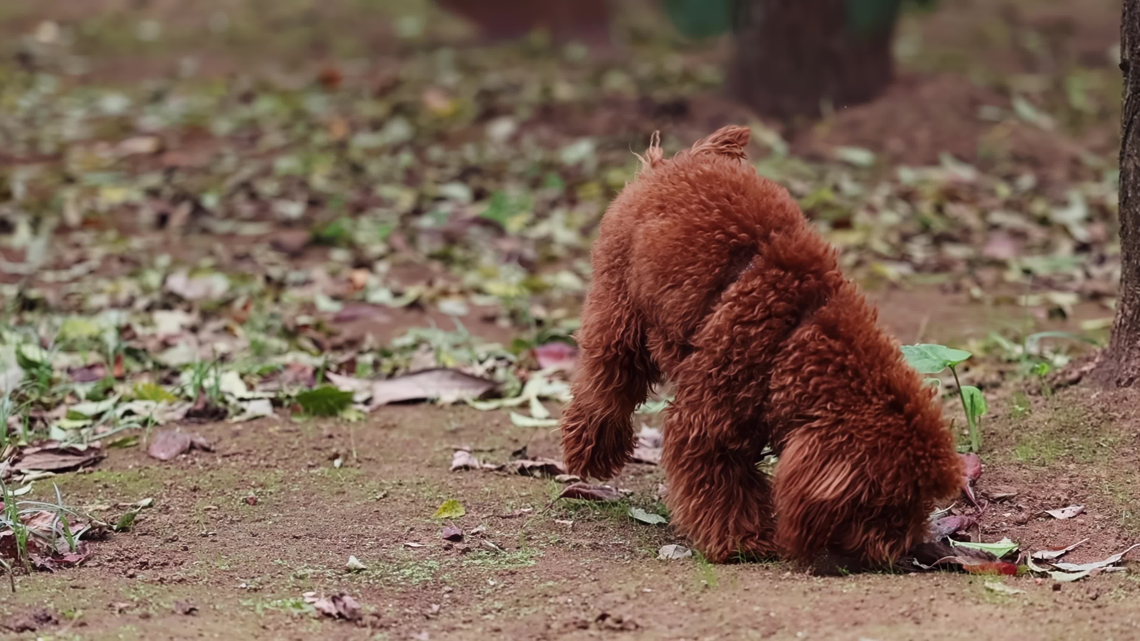 Slow Motion Of A Red Poodle Toy 