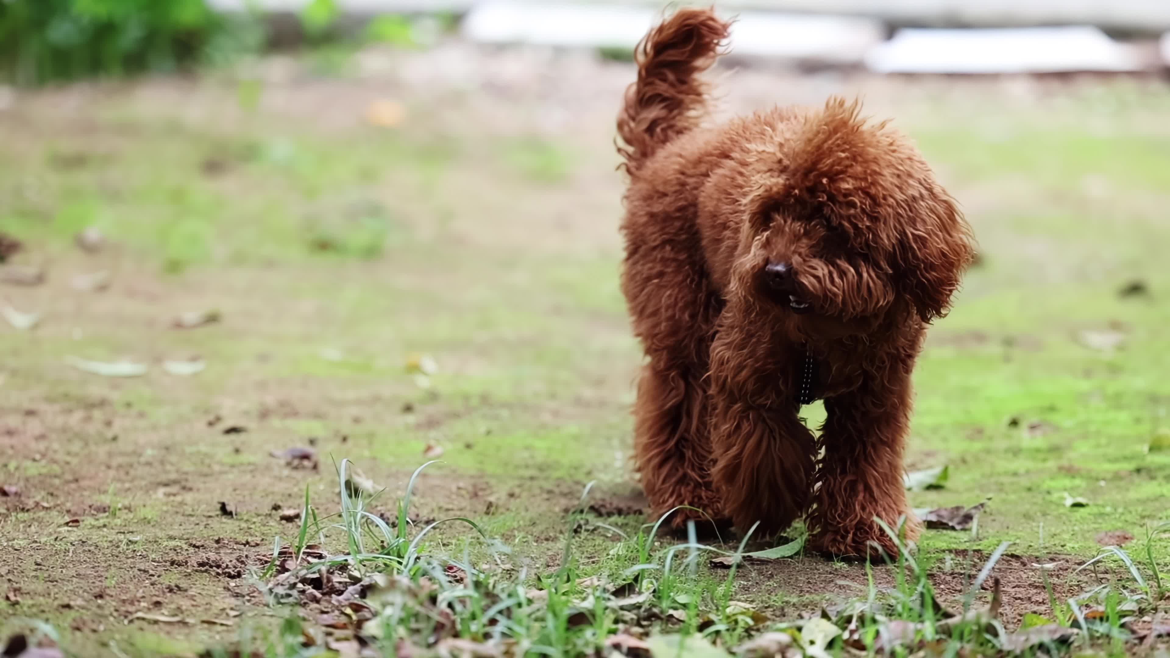 Slow Motion Of A Red Poodle Toy 