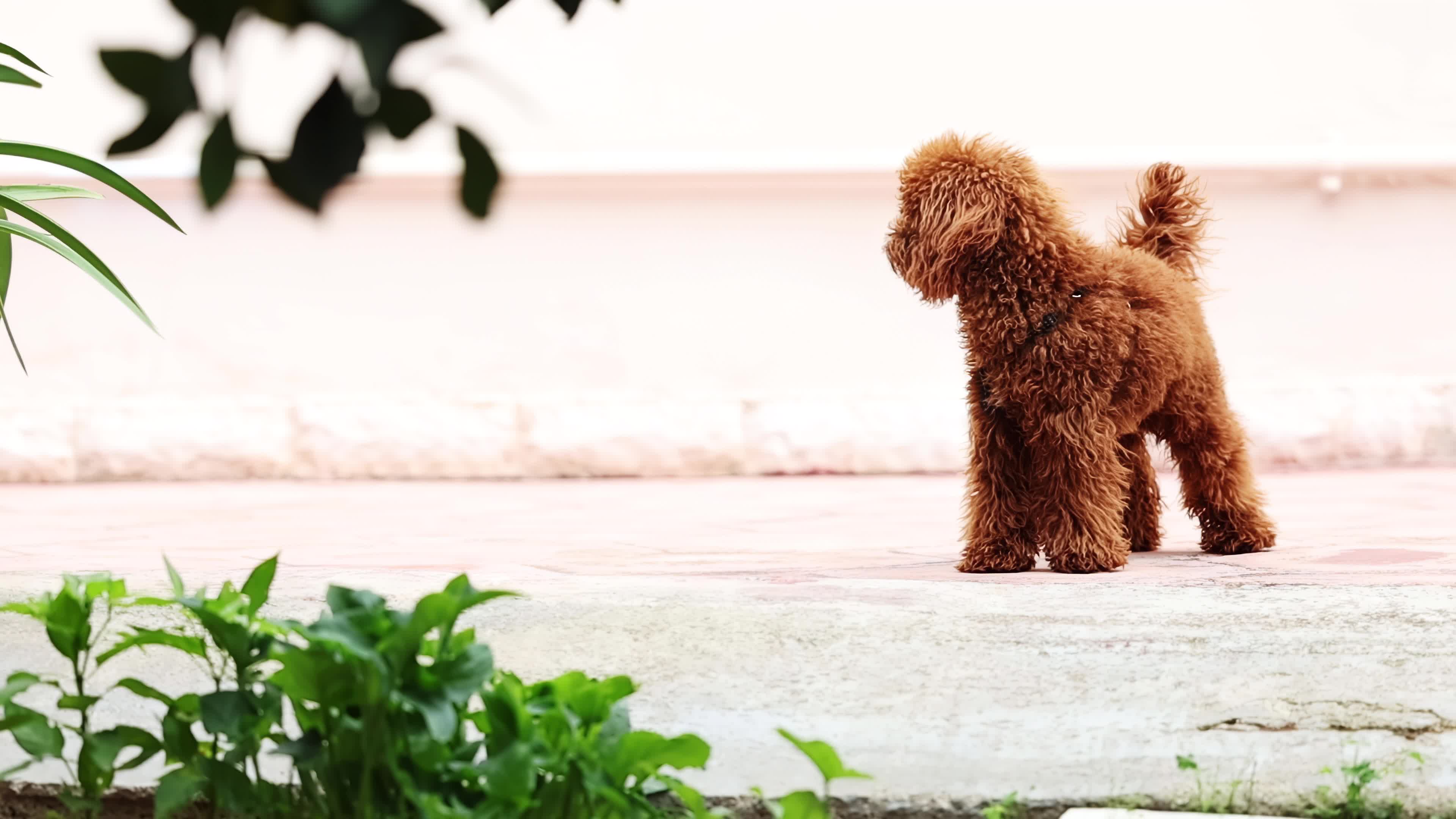 Slow Motion Of A Red Poodle Toy 