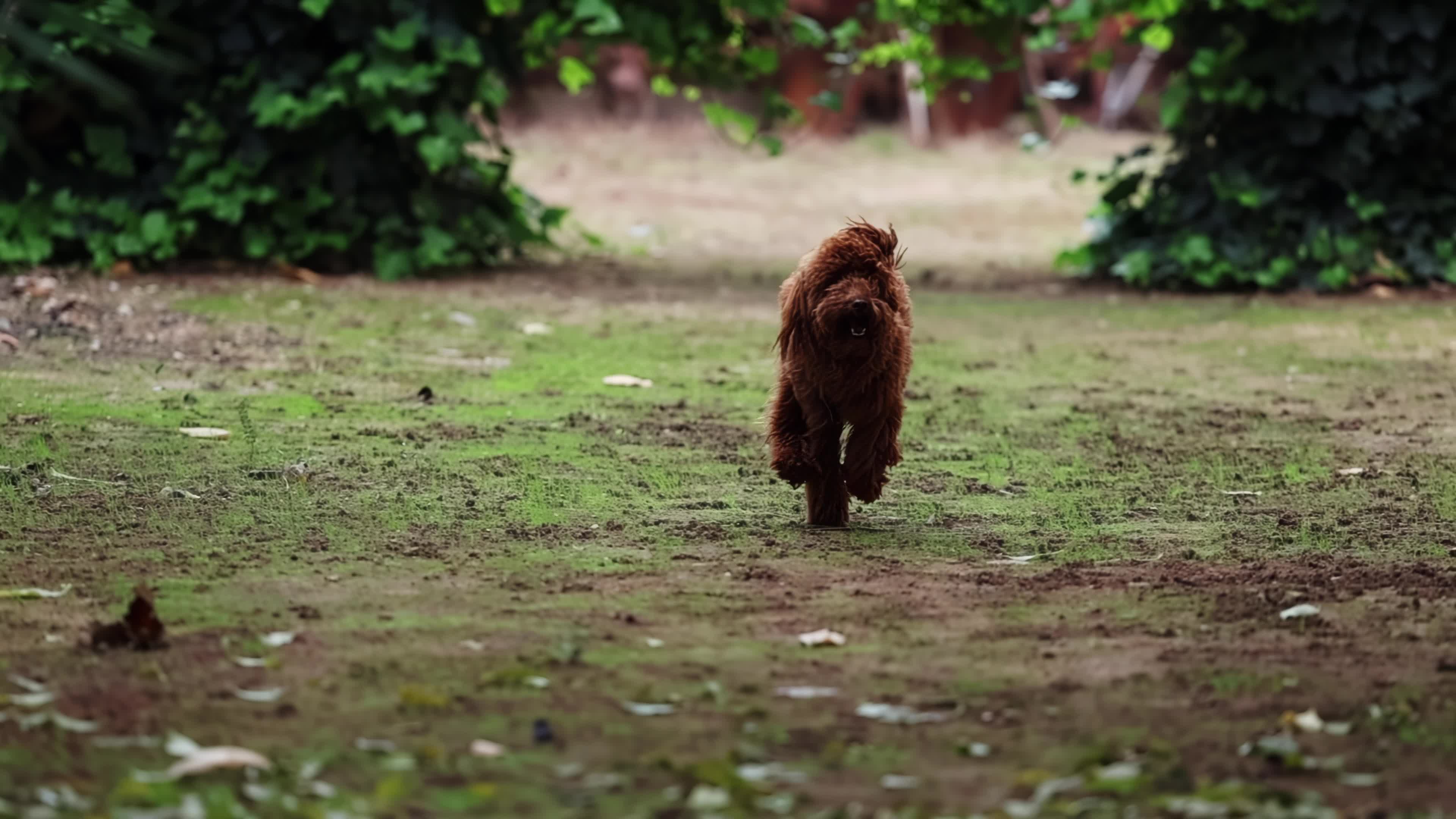 Slow Motion Of A Red Poodle Toy 
