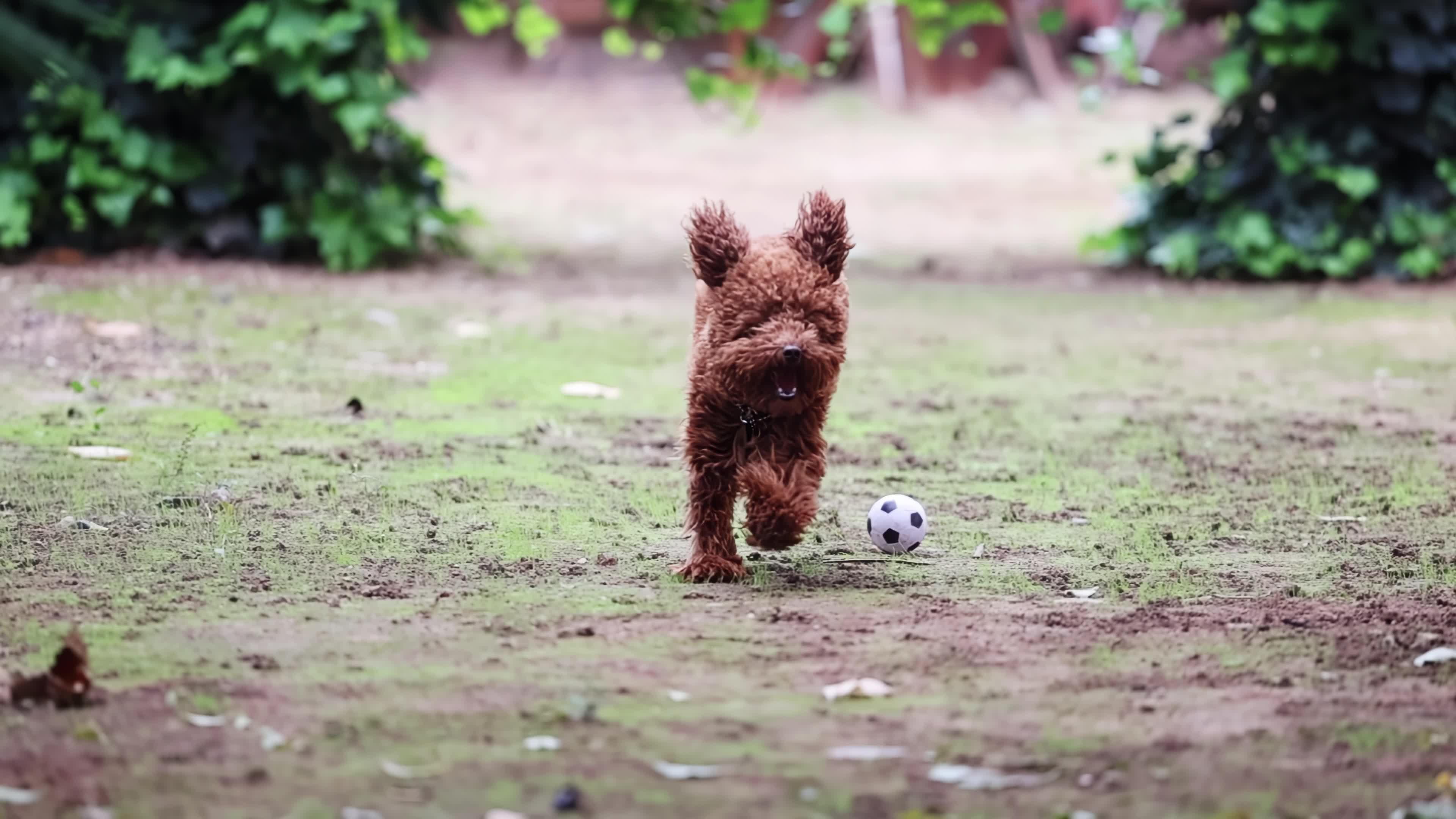 Slow Motion Of A Red Poodle Toy 