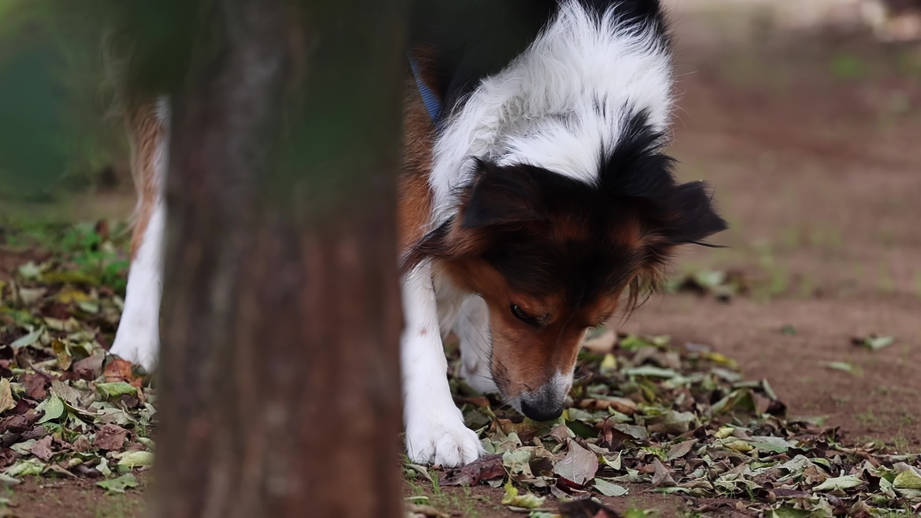Slow Motion Video Of Border Collie