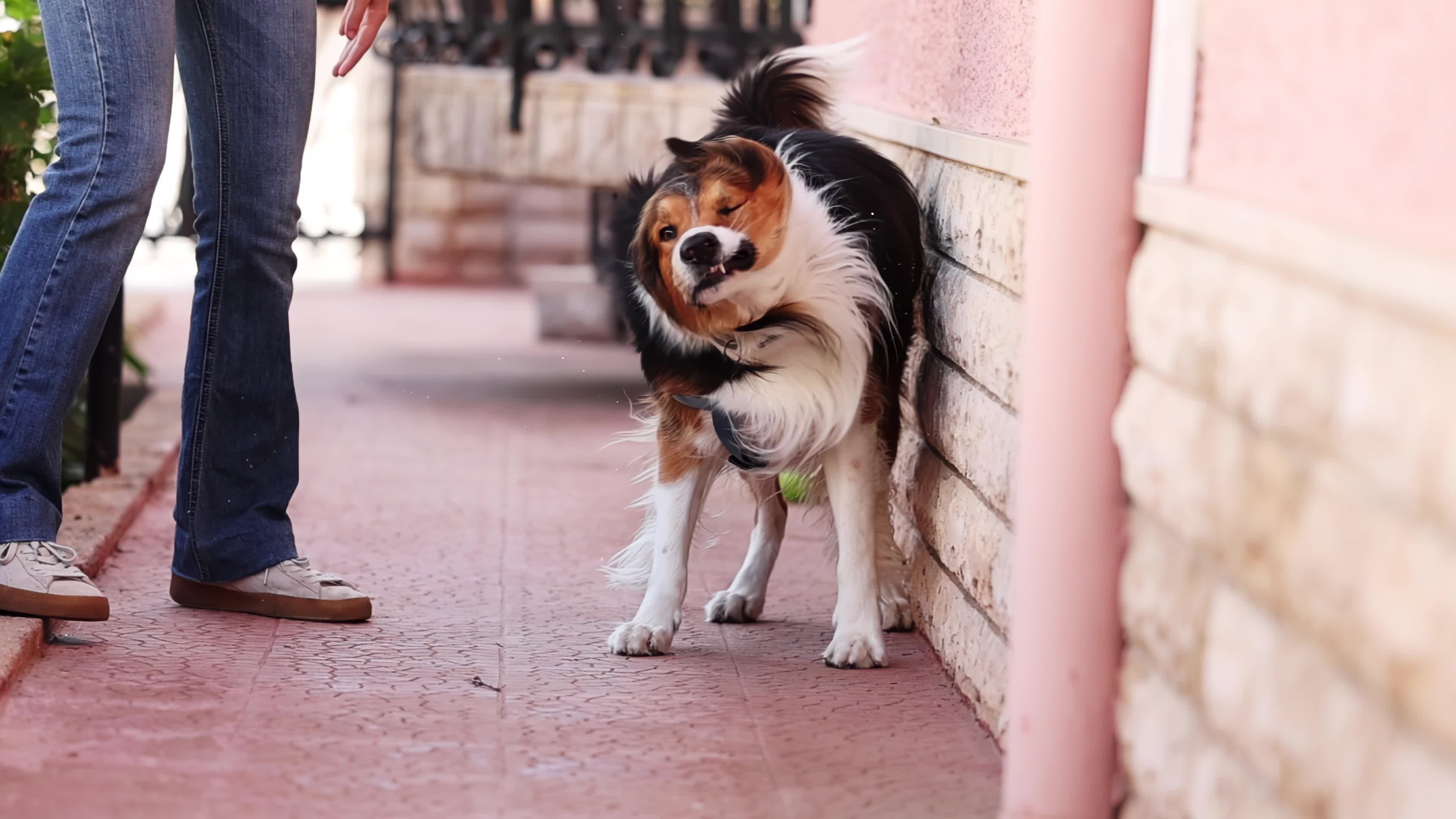 Slow Motion Video Of Border Collie