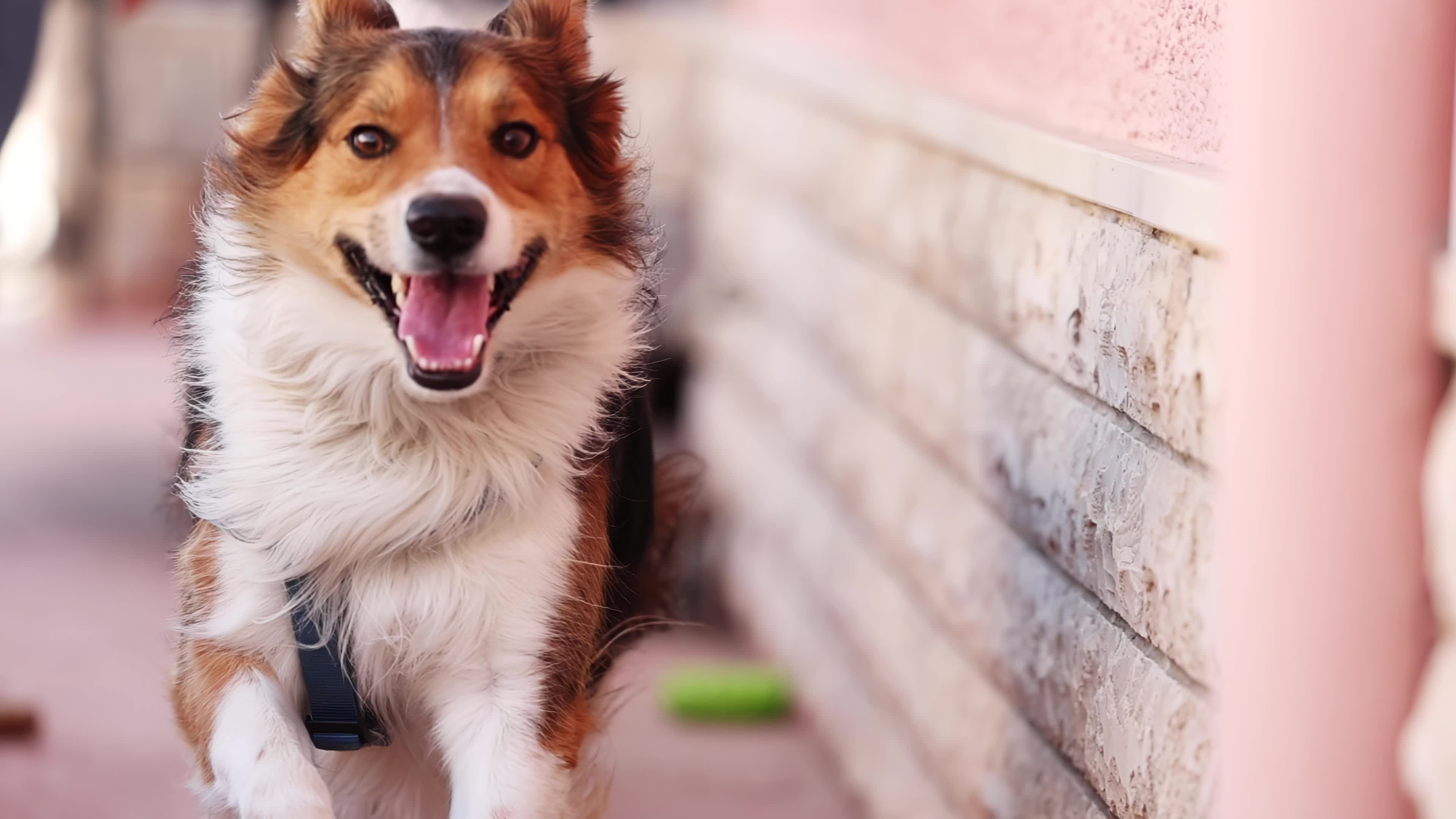 Slow Motion Video Of Border Collie