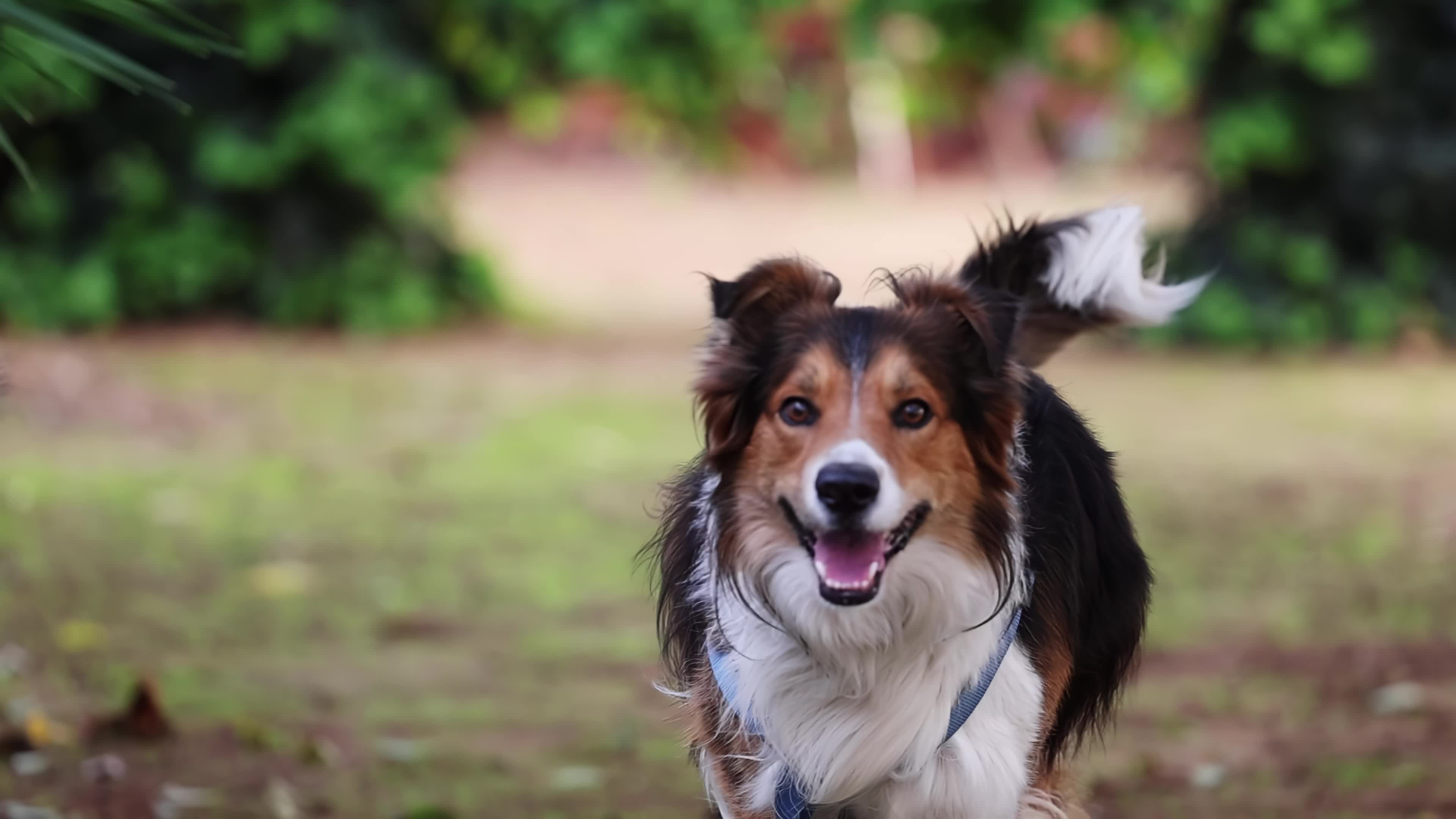 Slow Motion Video Of Border Collie