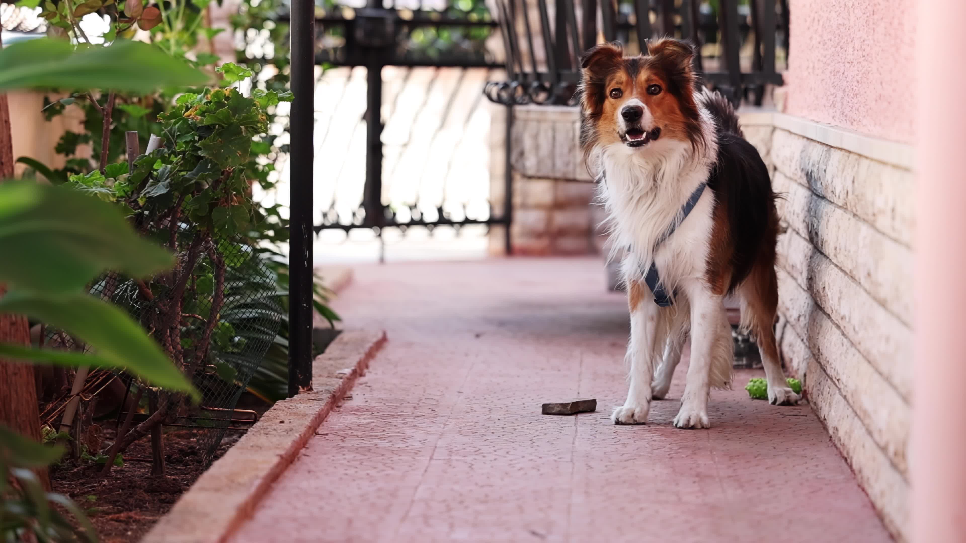 Slow Motion Video Of Border Collie