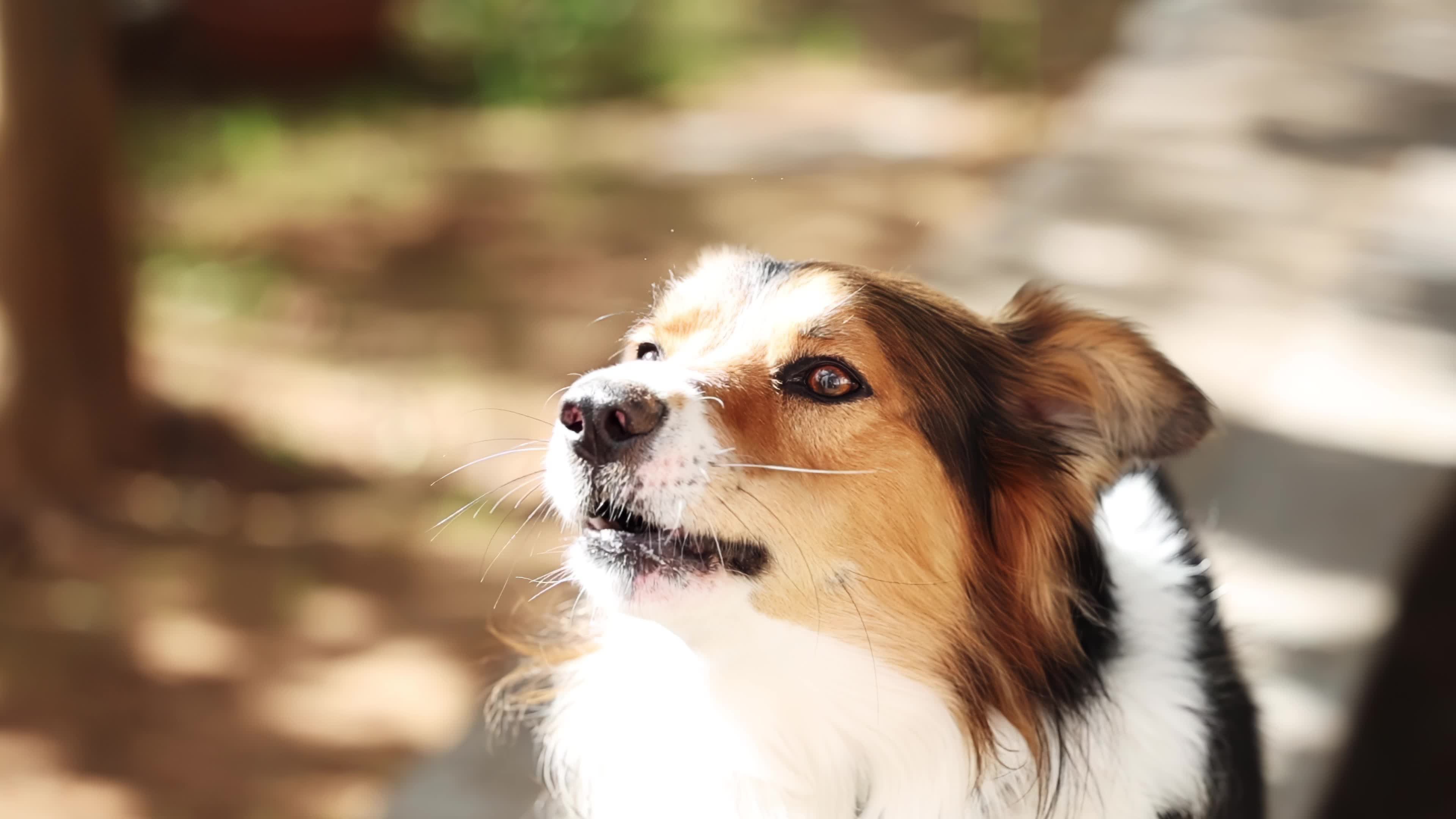 Slow Motion Video Of Border Collie