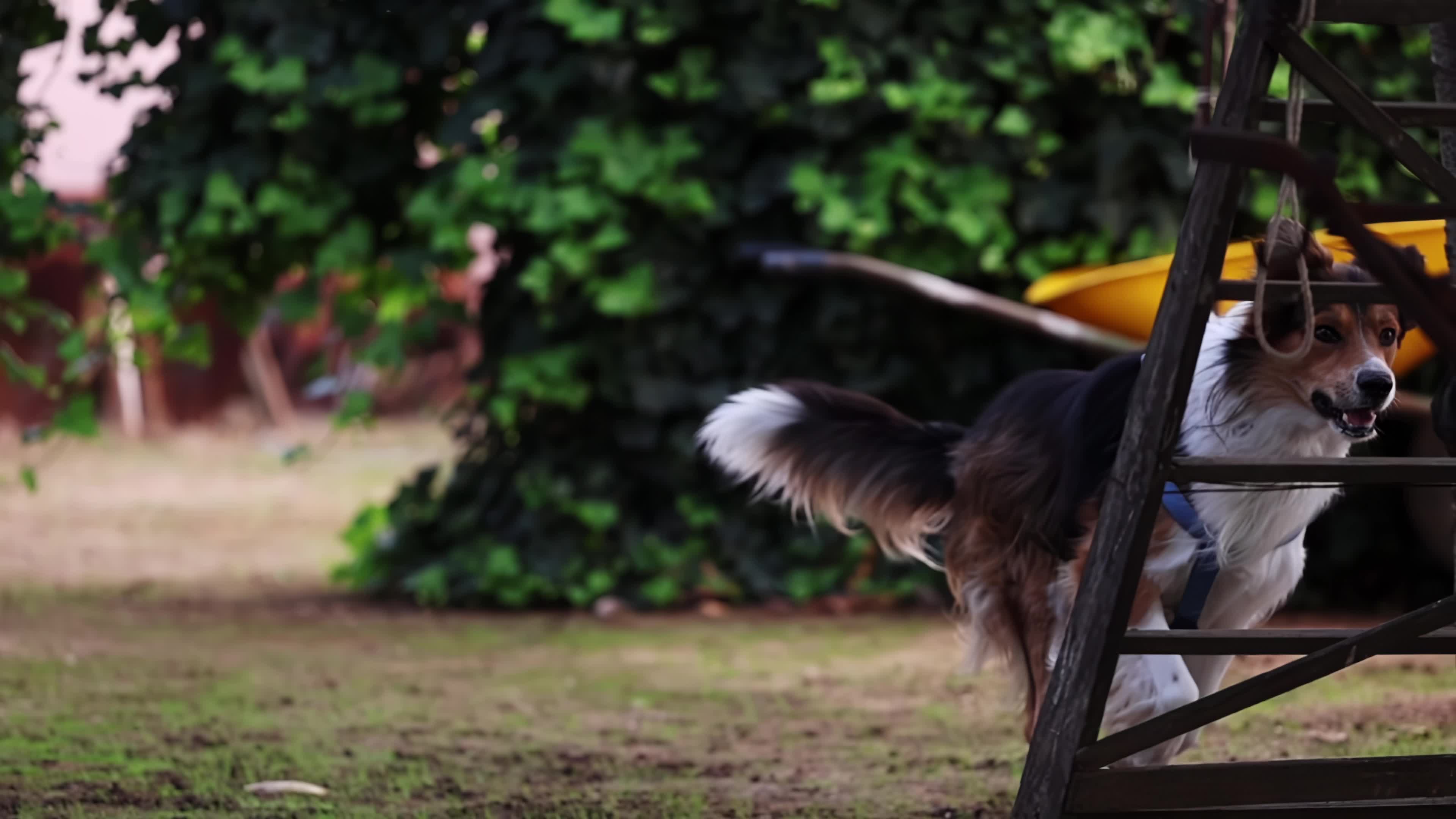 Slow Motion Video Of Border Collie