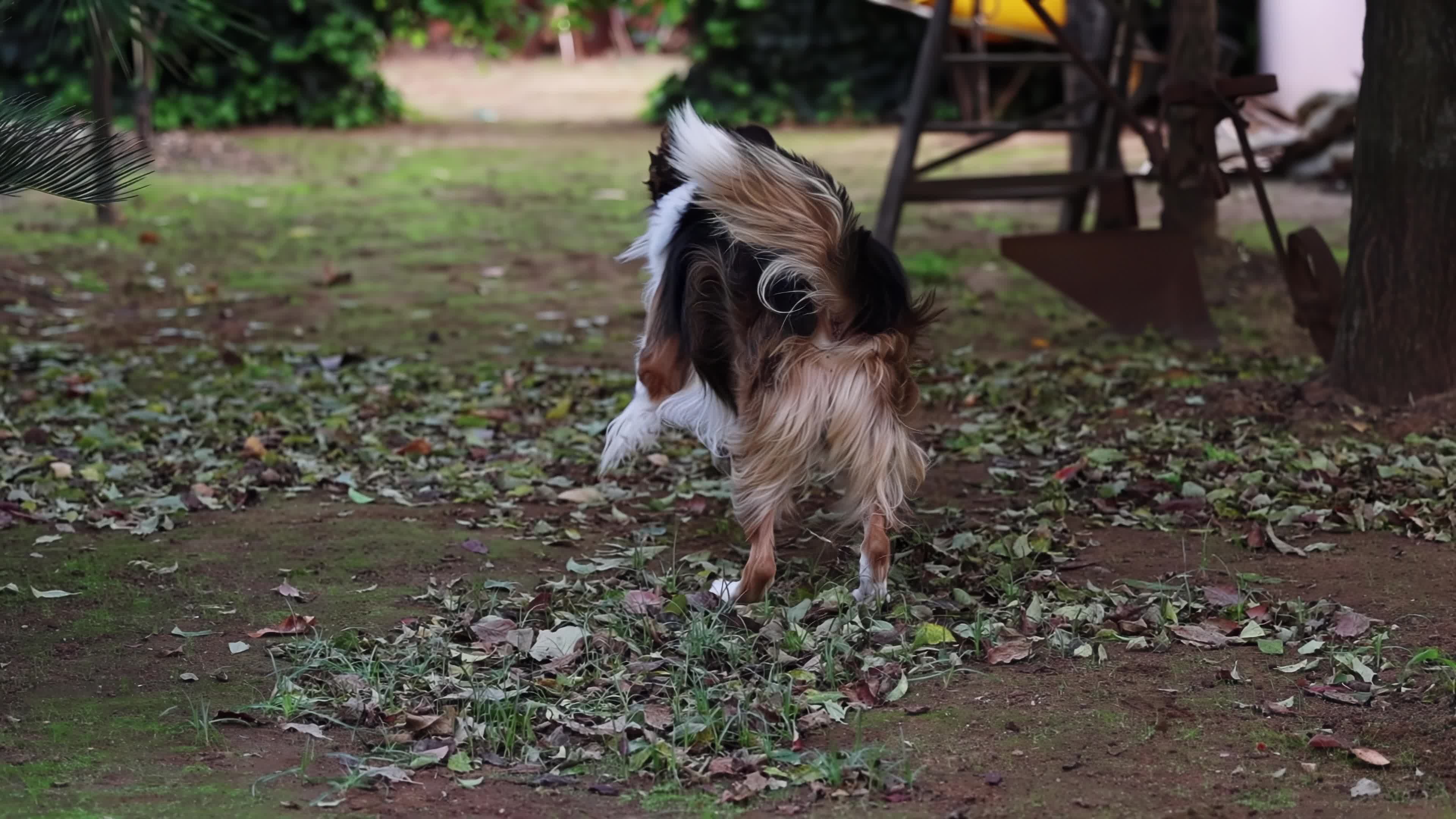 Slow Motion Video Of Border Collie