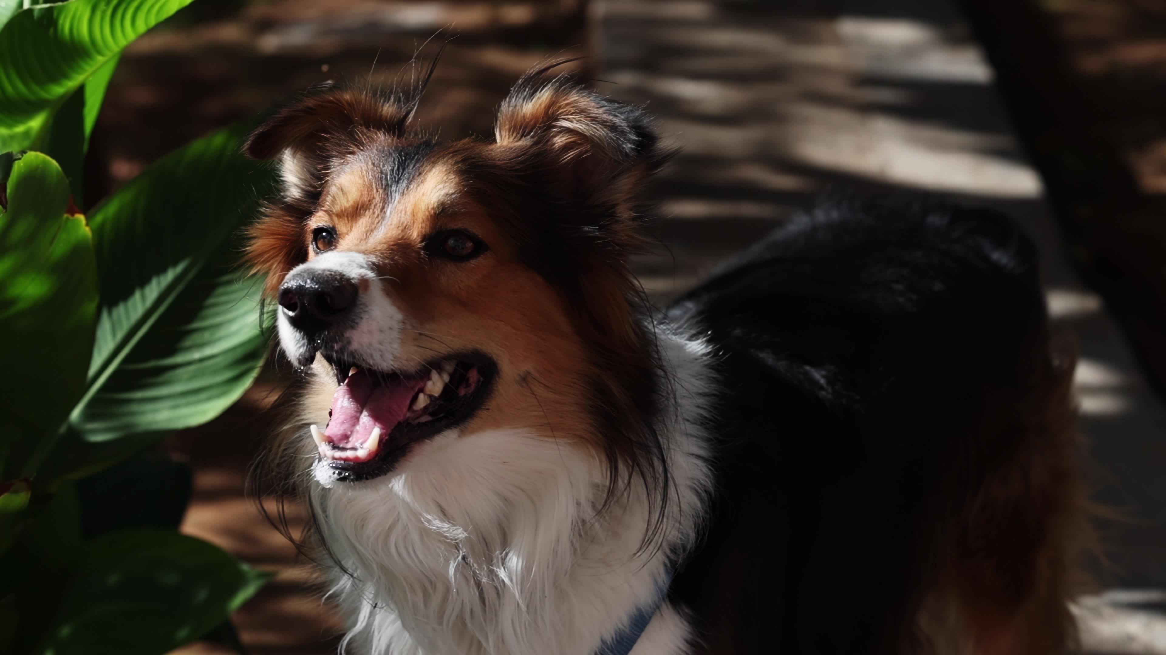 Slow Motion Video Of Border Collie