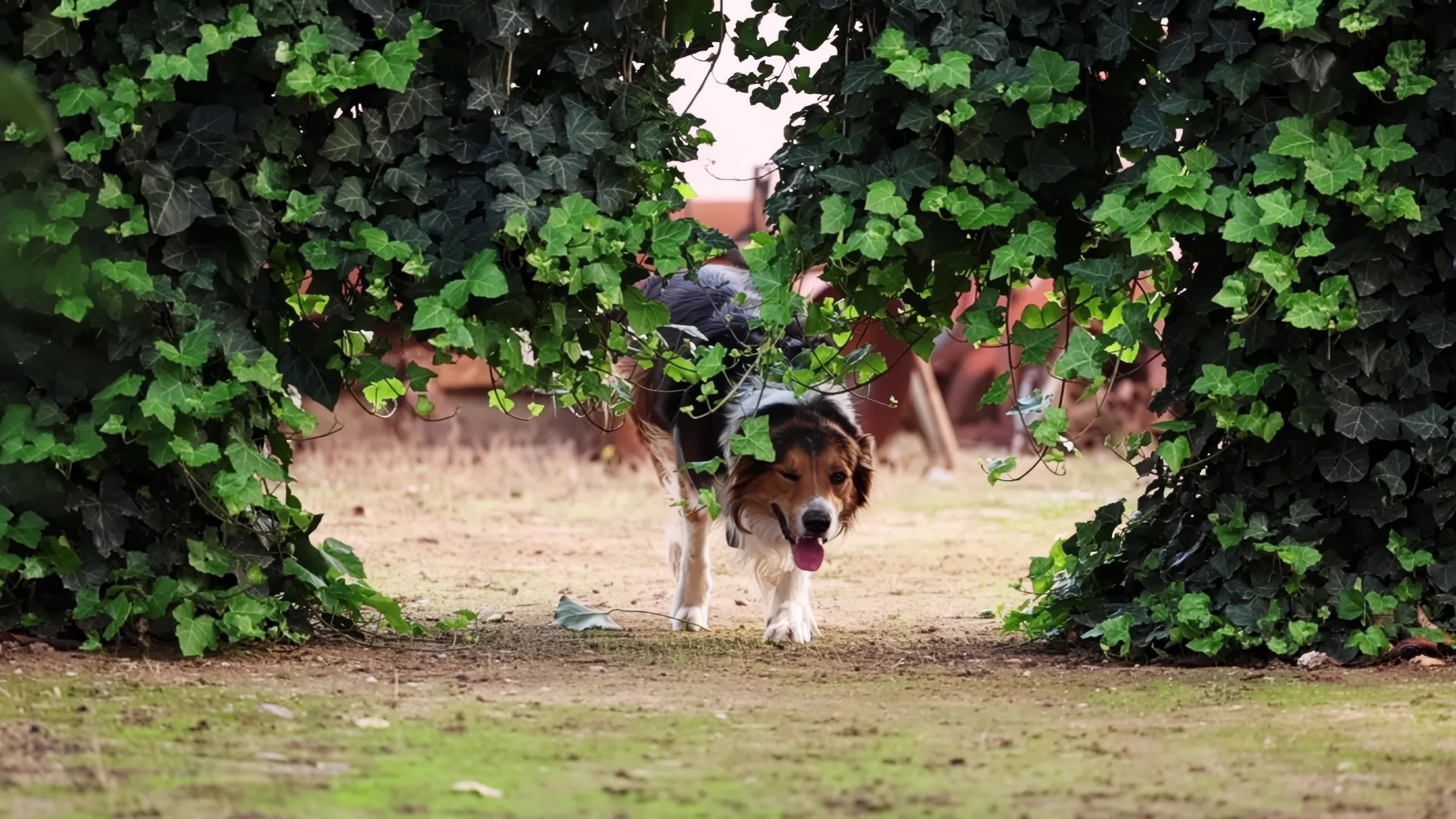 Slow Motion Video Of Border Collie