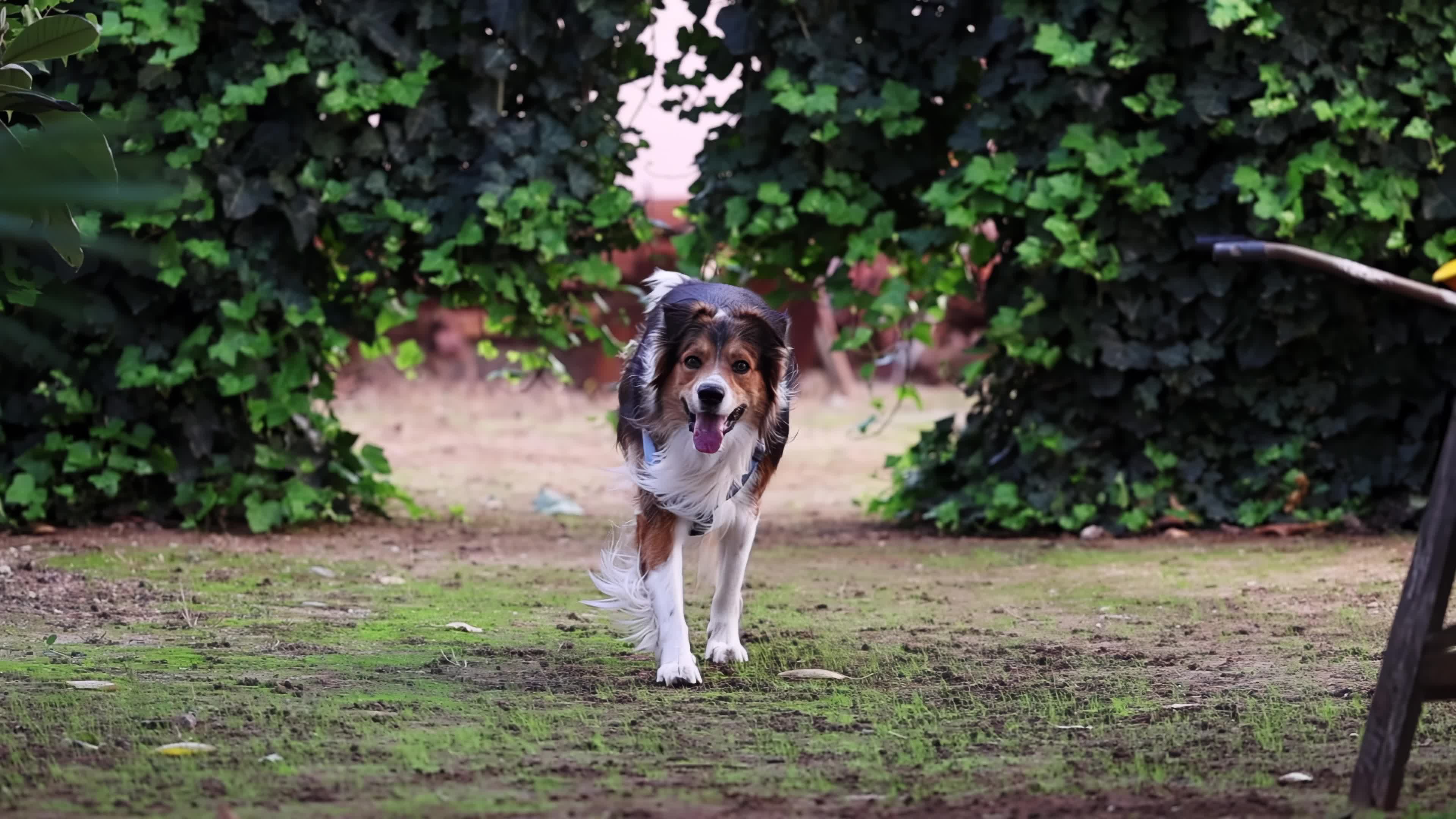 Slow Motion Video Of Border Collie