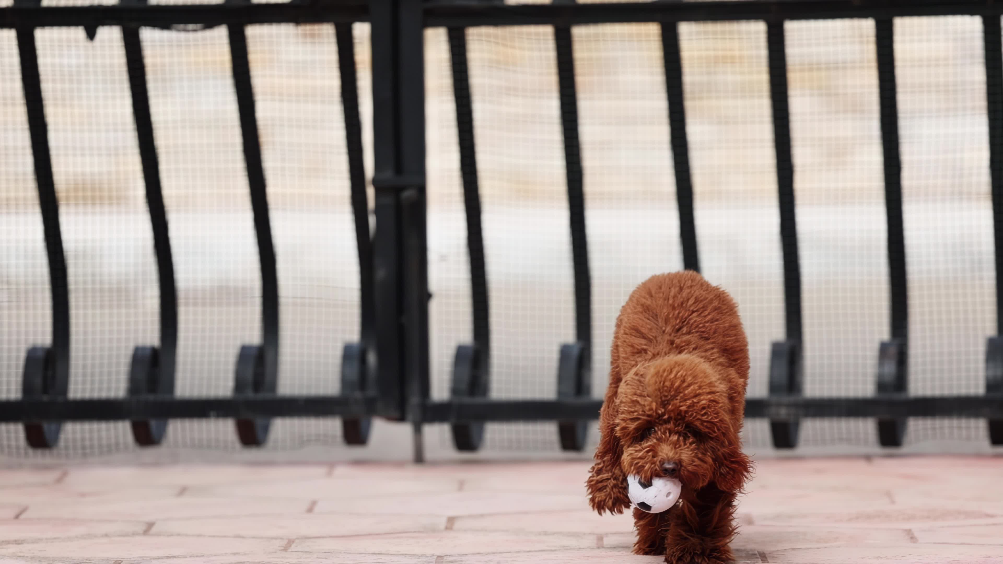 Slow Motion Of A Red Poodle Toy 