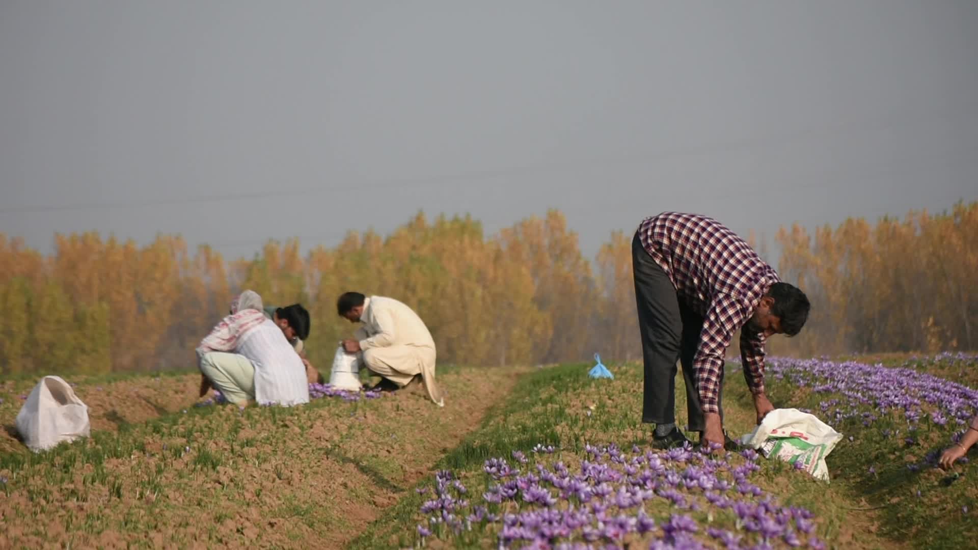 Saffron Harvesting in Kashmir