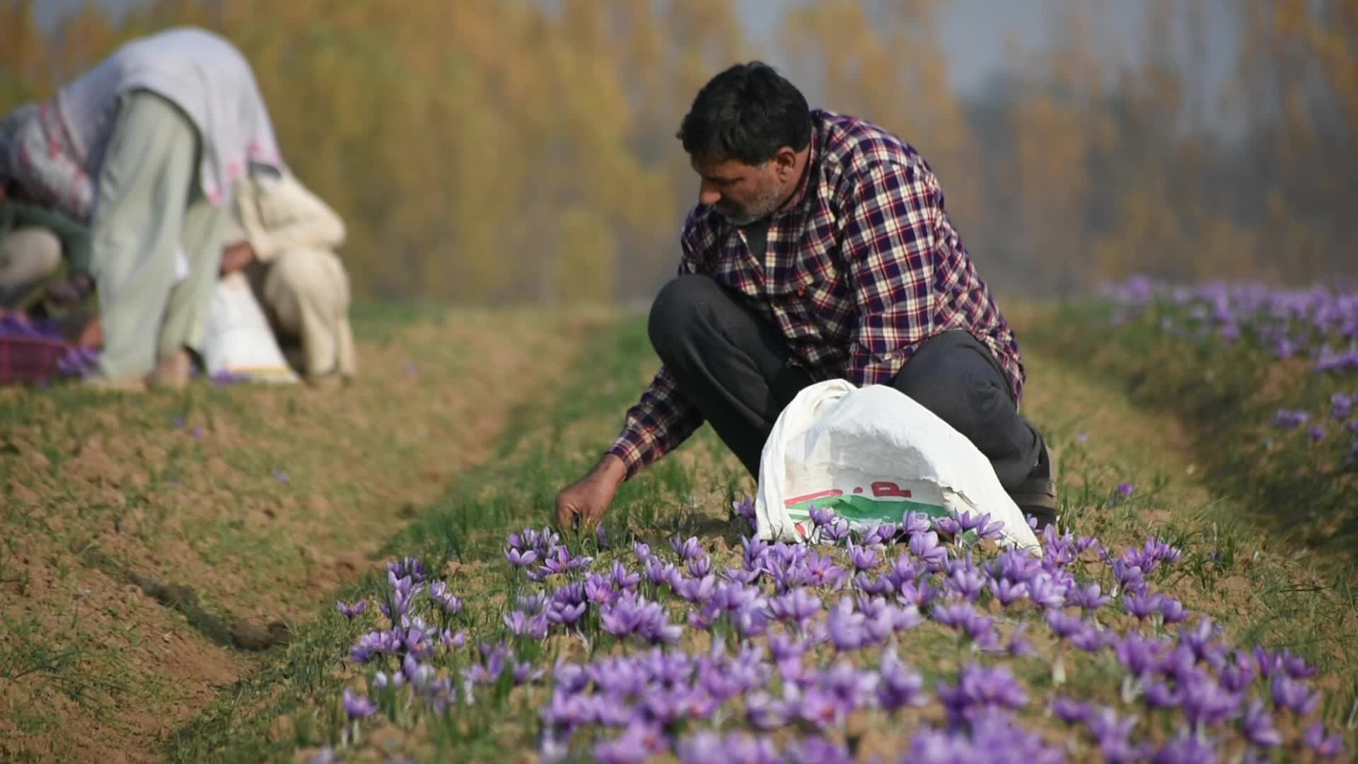 Saffron Harvesting in Kashmir