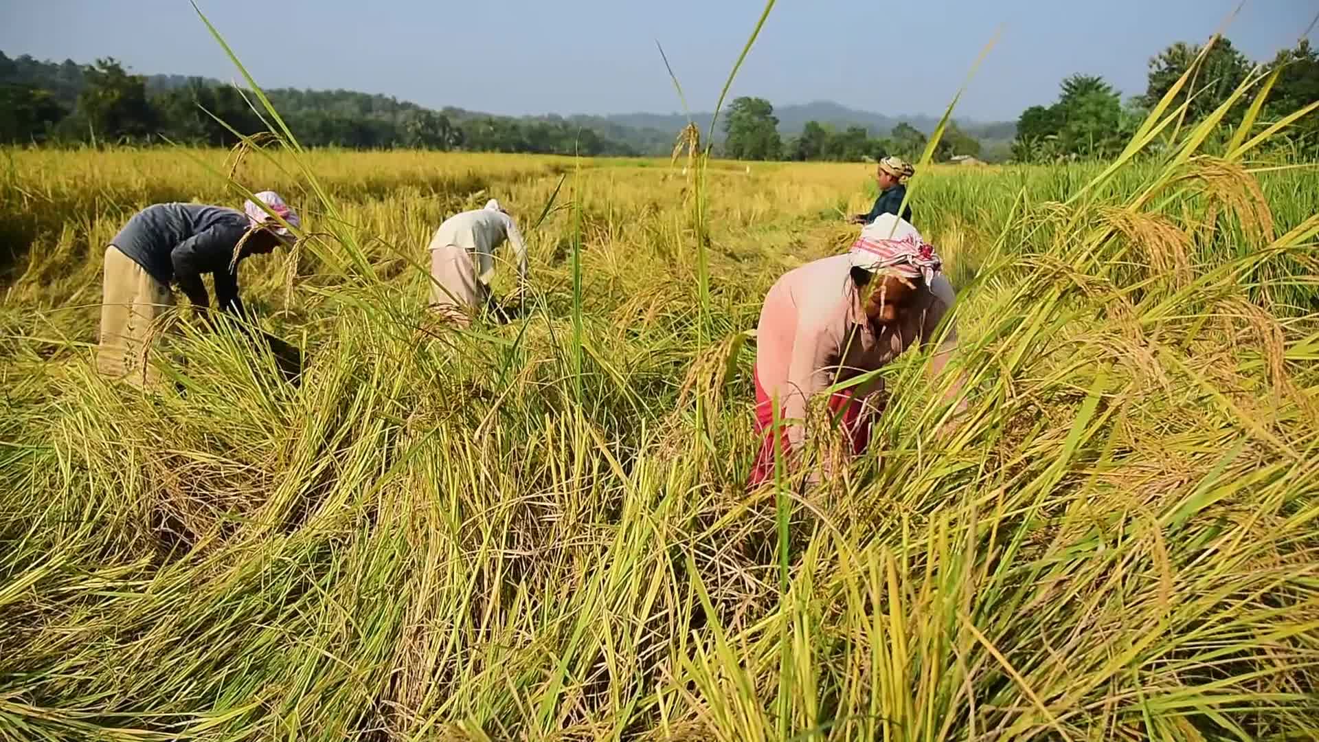Farmers harvest paddy rice in India 