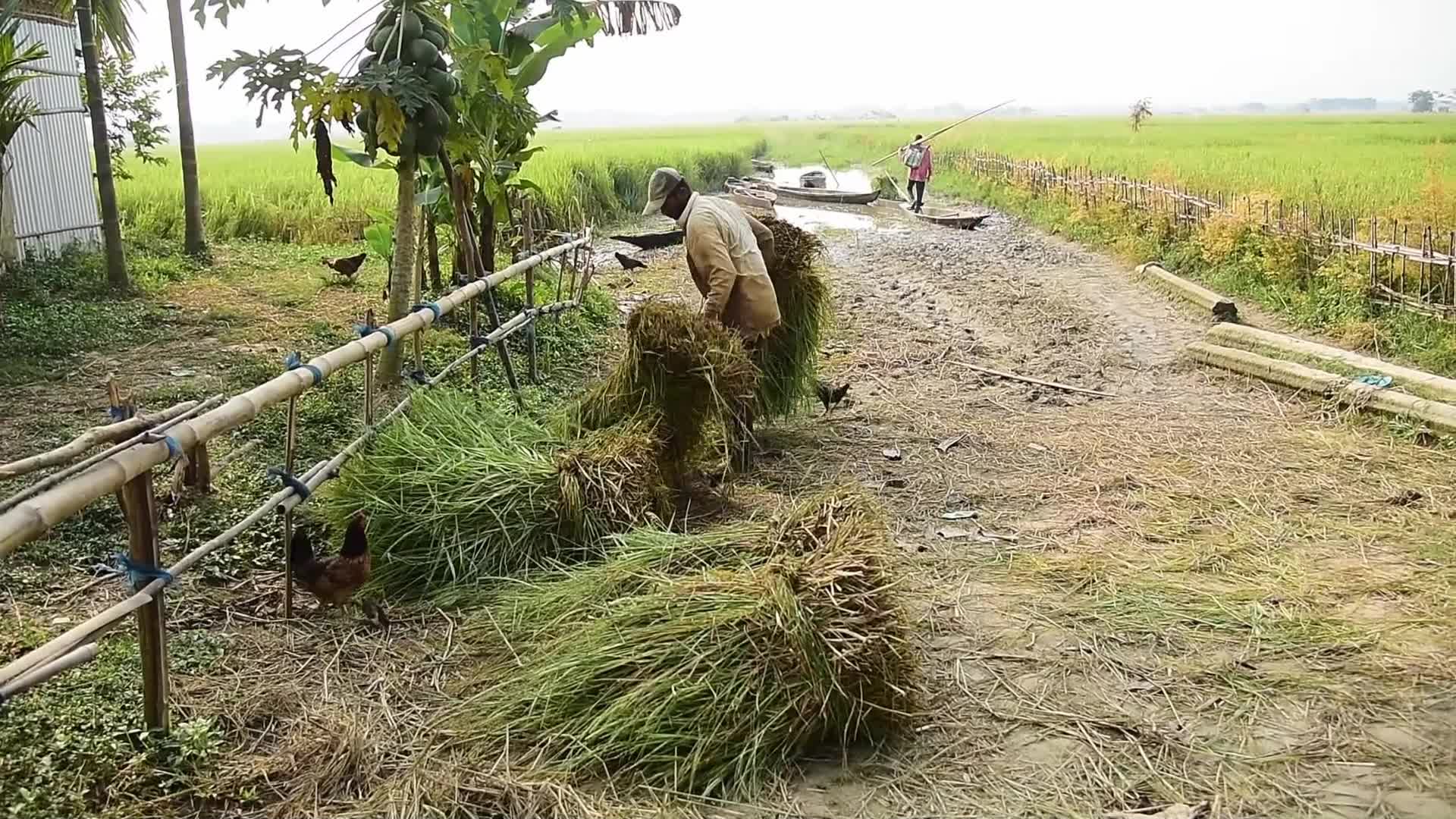 Fodder for domestic animals in India 