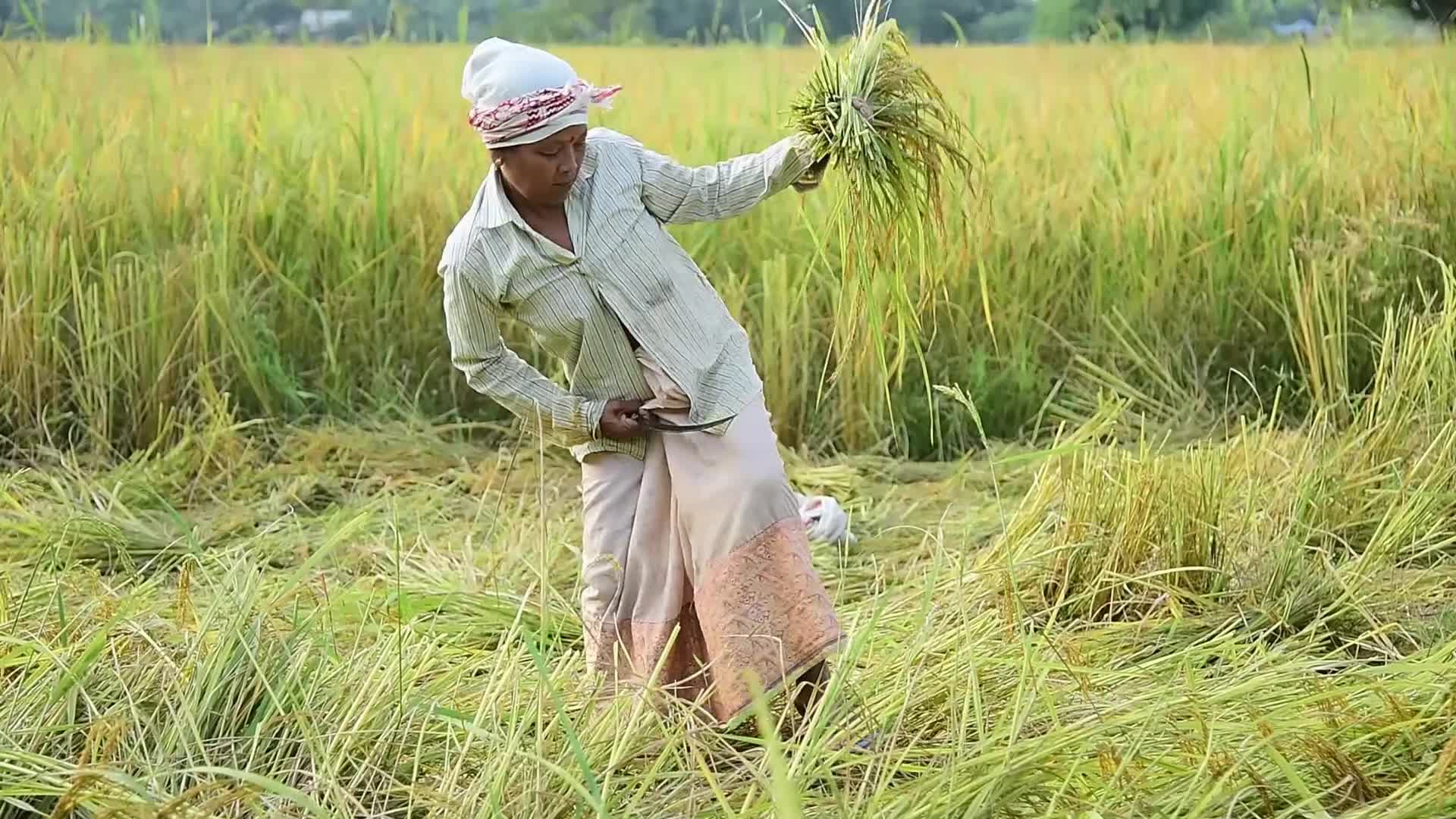 Farmers harvest paddy rice in India 