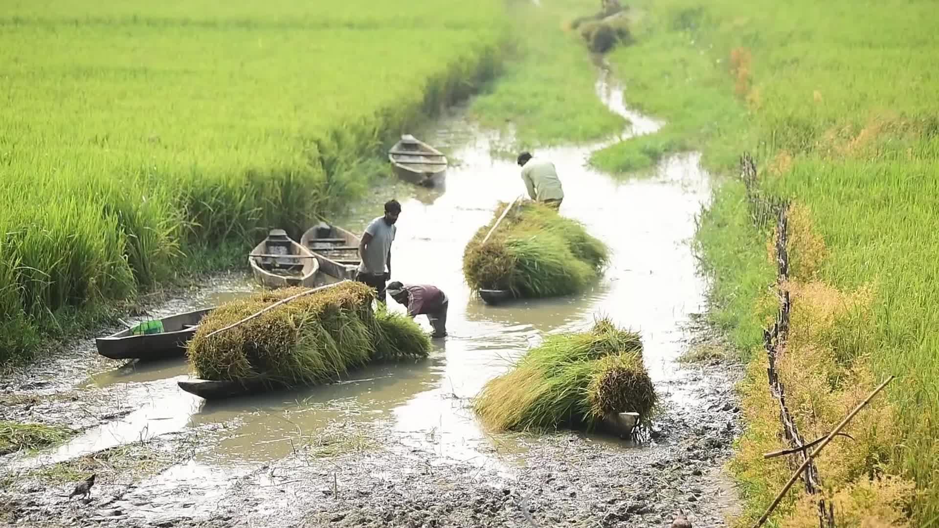 Fodder for domestic animals in India 