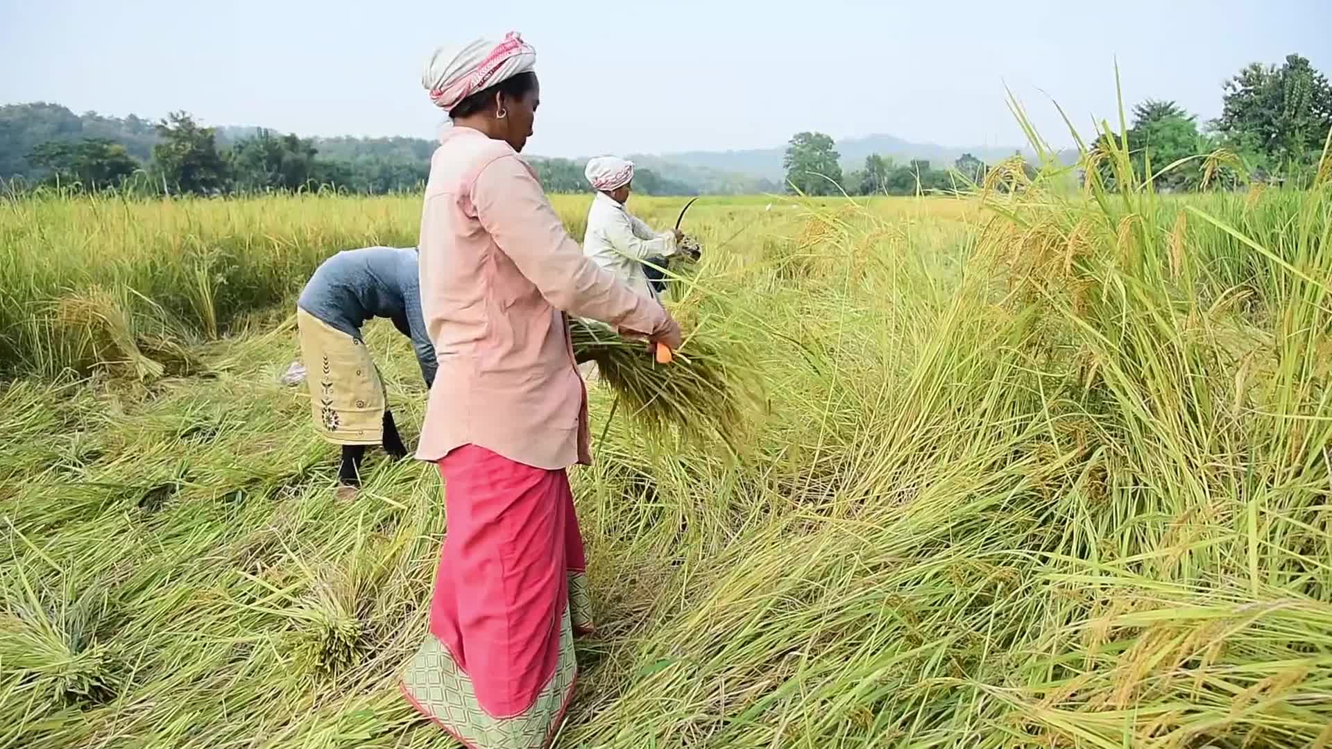 Farmers harvest paddy rice in India 