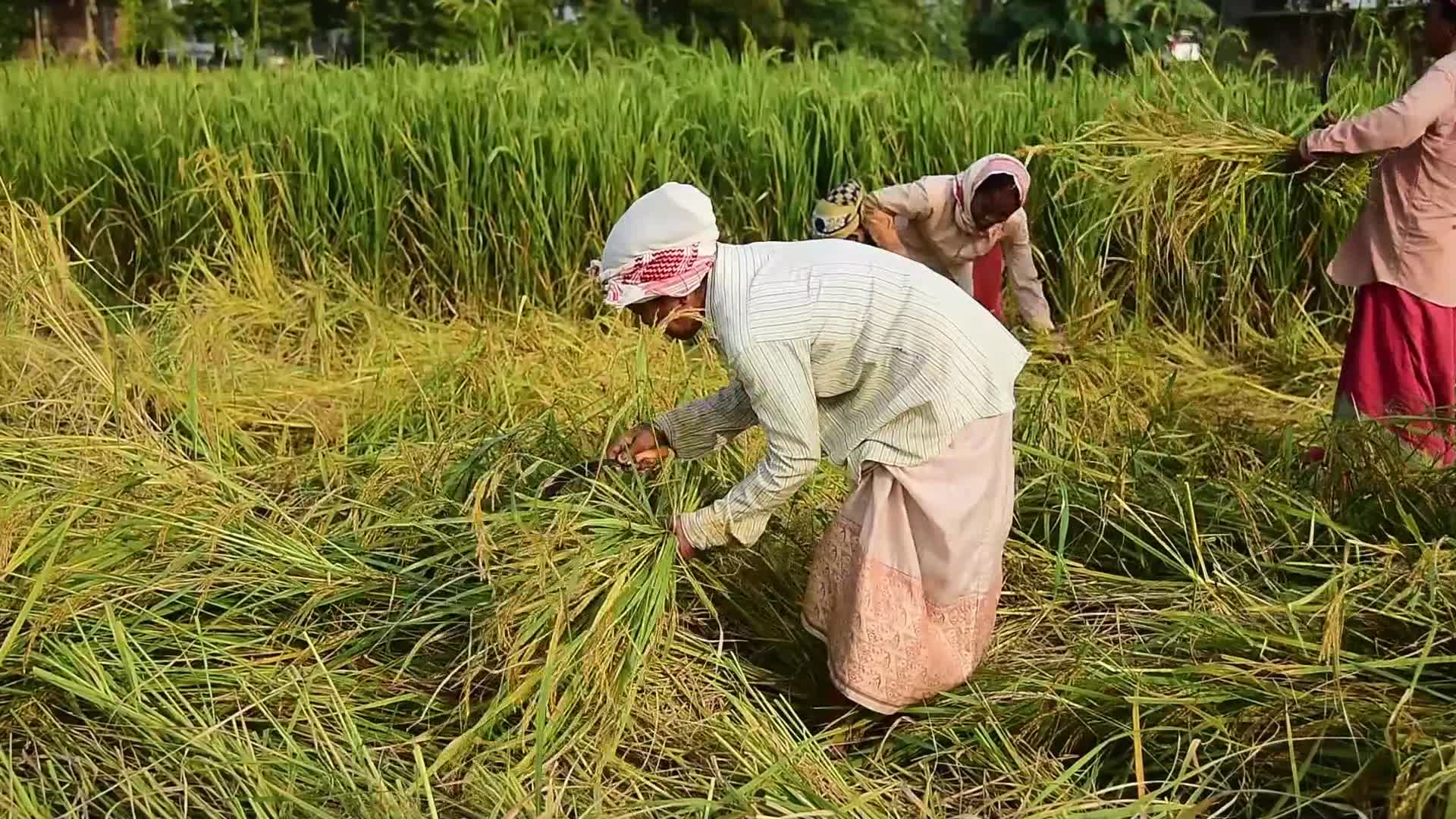 Farmers harvest paddy rice in India 