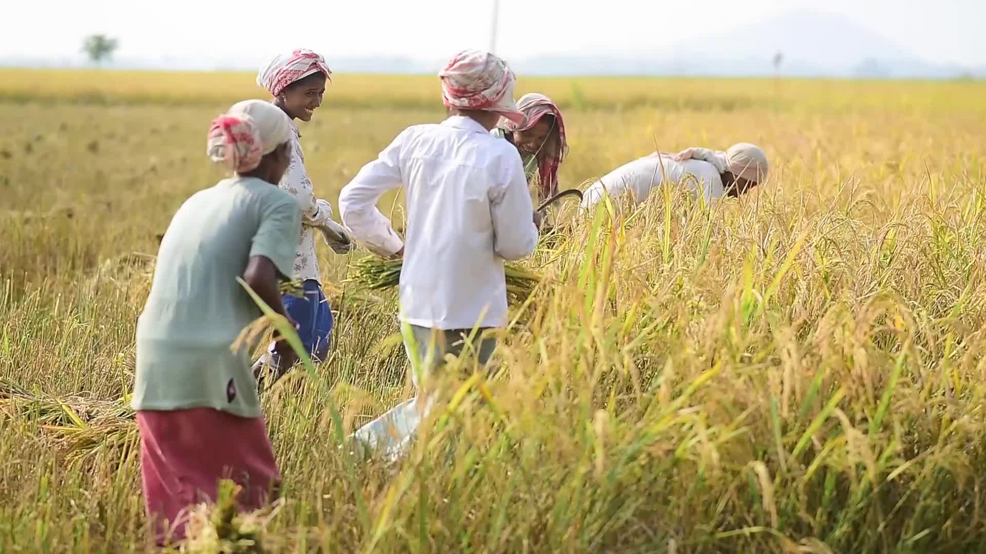 Farmers harvest paddy rice in India 