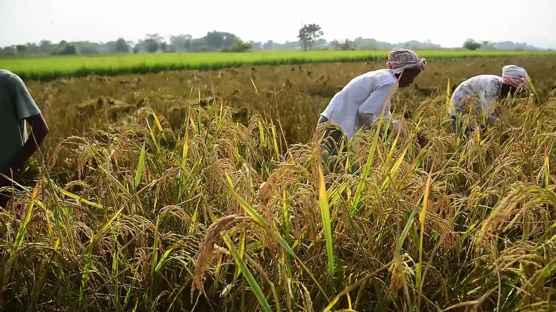 Farmers harvest paddy rice in India 