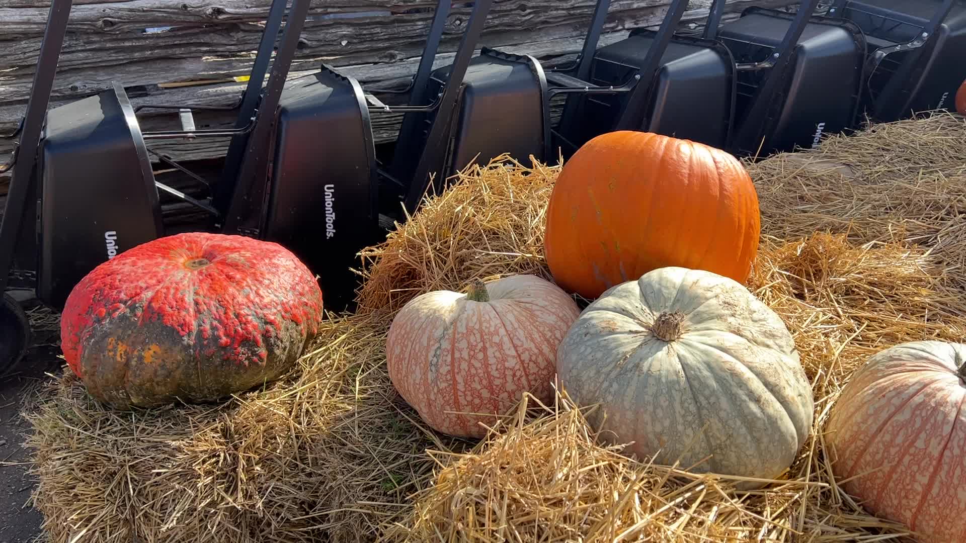 Autumn season in Markham