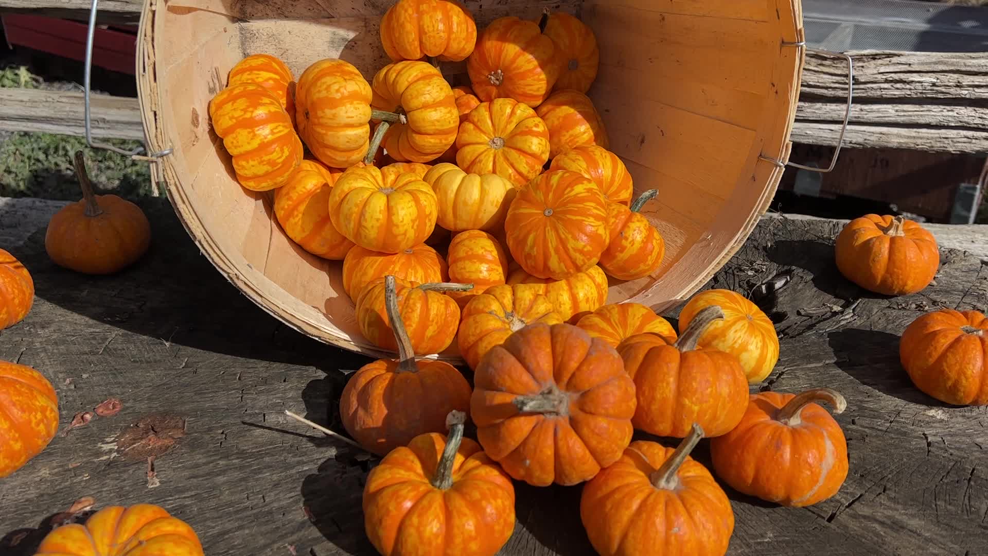 Autumn season in Markham
