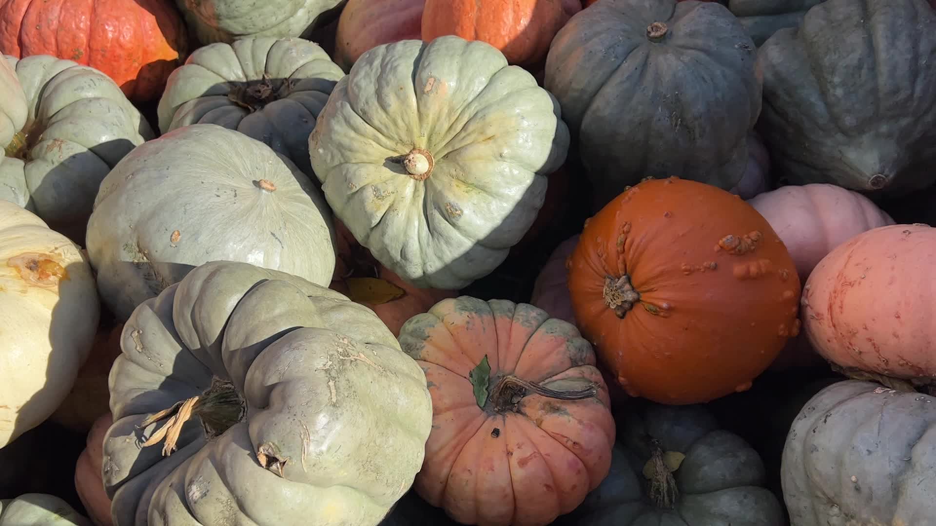 Autumn season in Markham