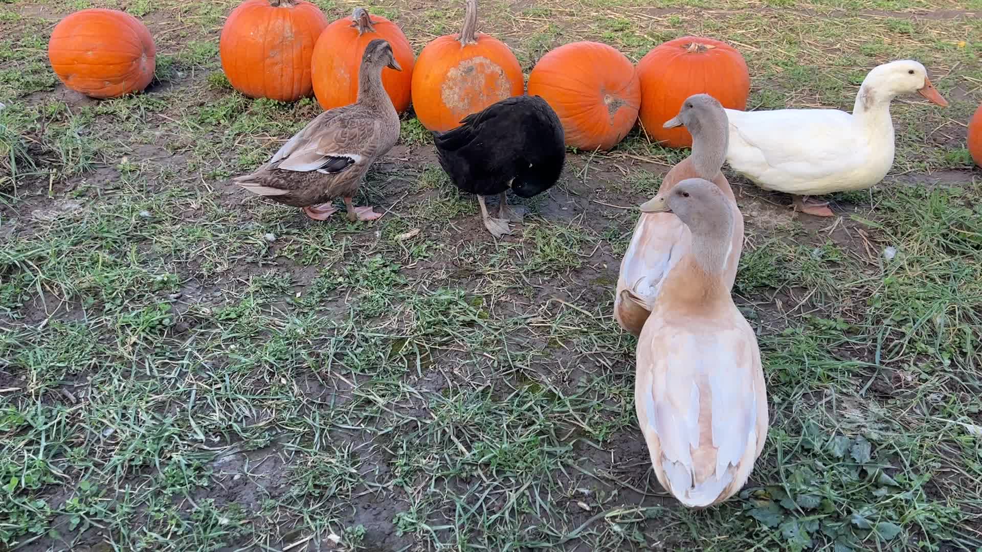 Autumn season in Markham
