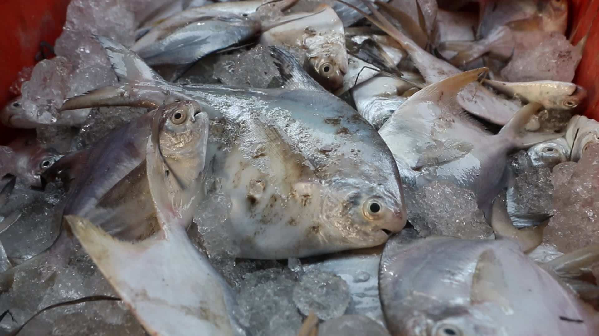 Wholesale Fish Market In Odisha, India