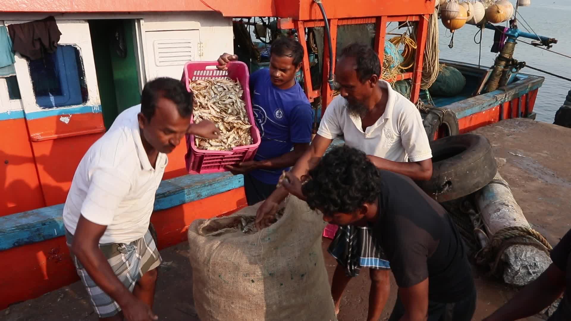 Wholesale Fish Market In Odisha, India