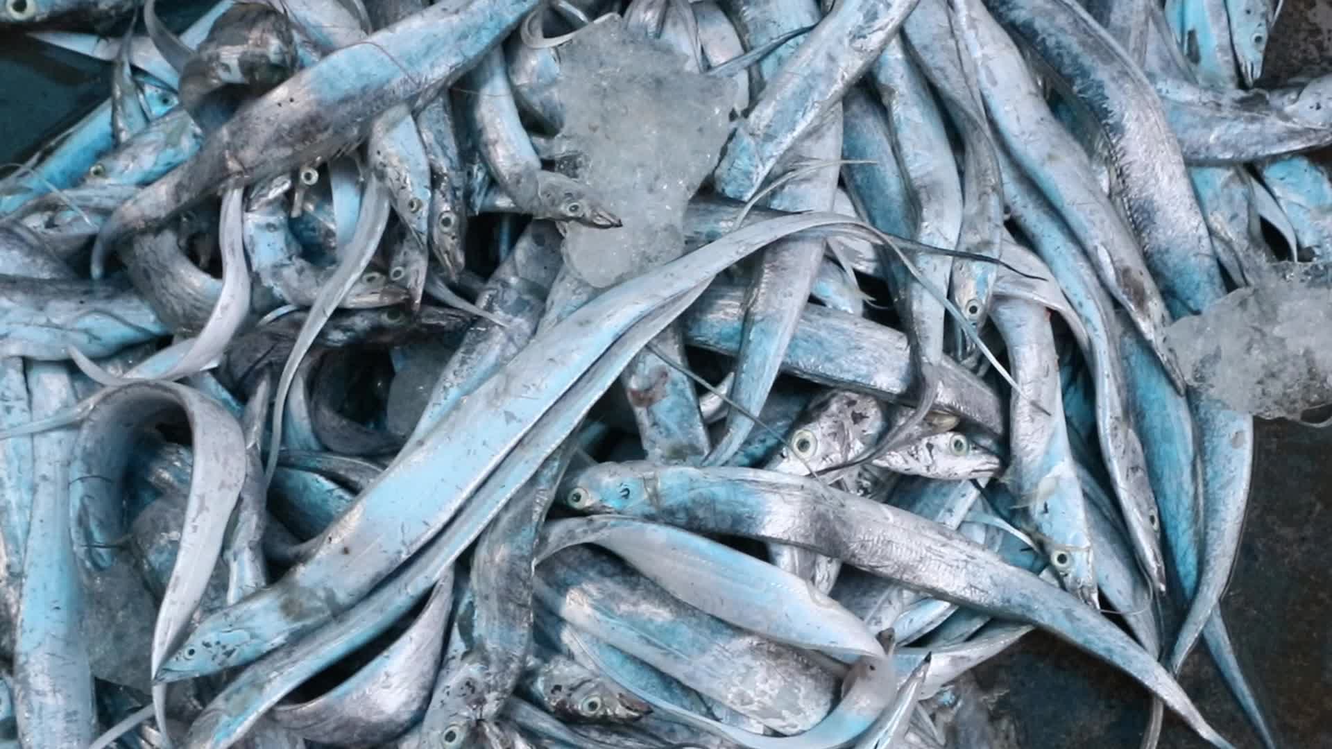 Wholesale Fish Market In Odisha, India
