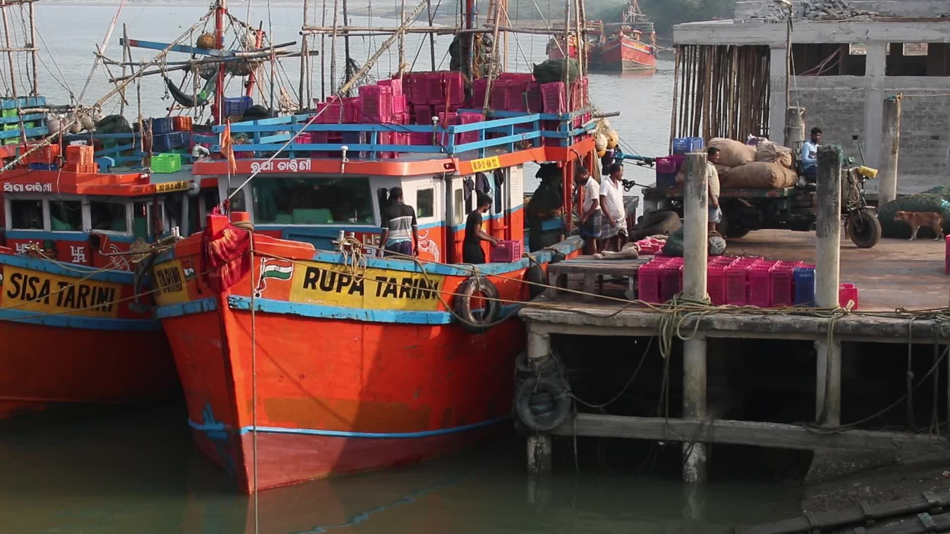 Wholesale Fish Market In Odisha, India