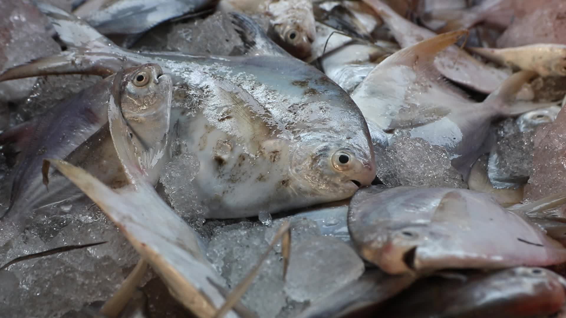 Wholesale Fish Market In Odisha, India