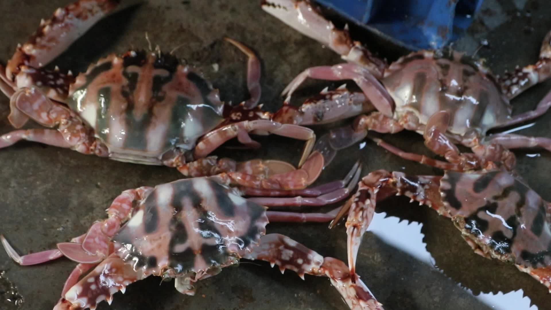 Wholesale Fish Market In Odisha, India