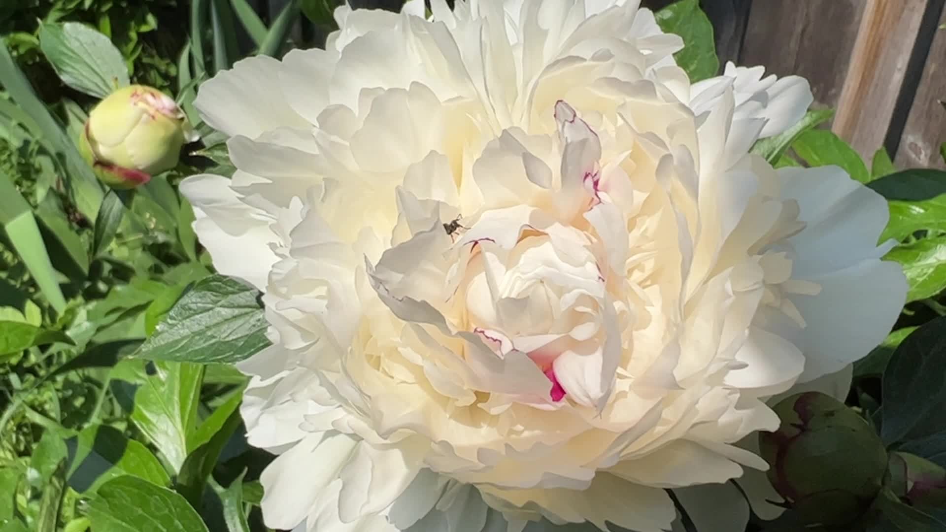 Ants On A Peony Plant