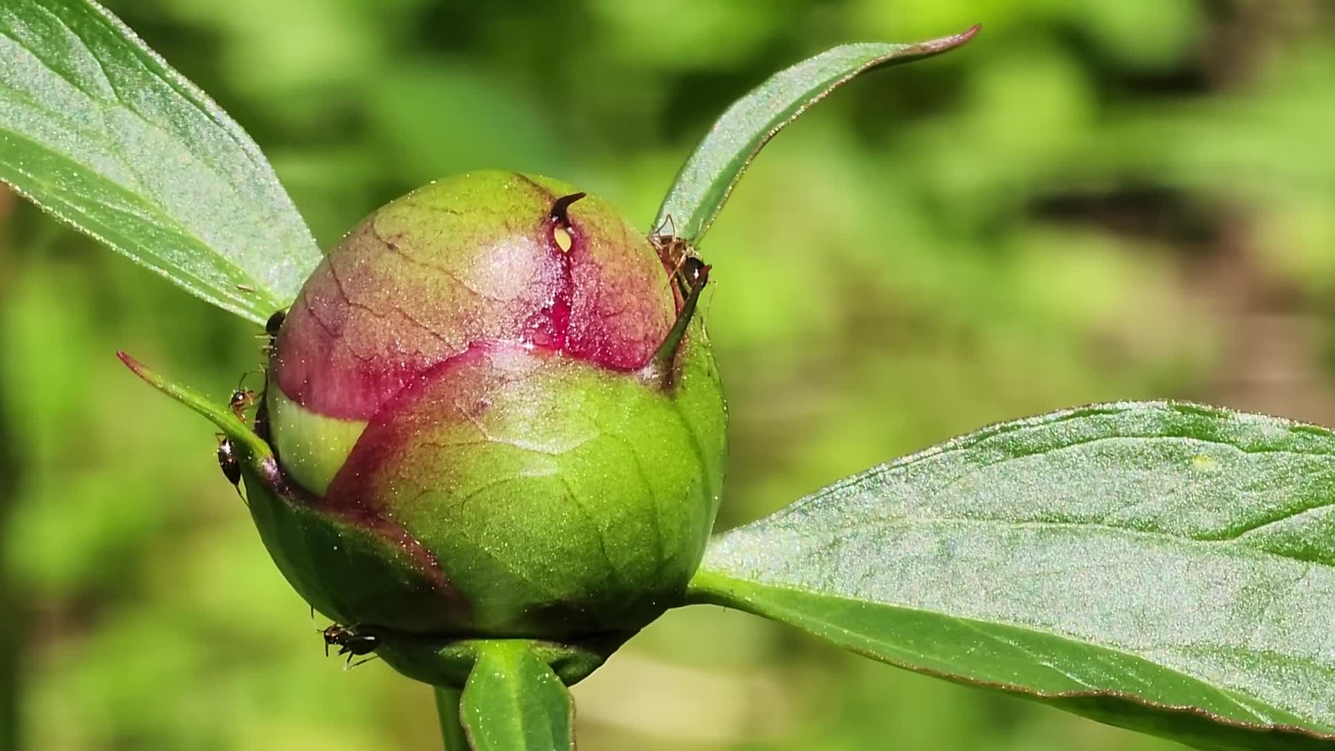 Ants On A Peony Plant