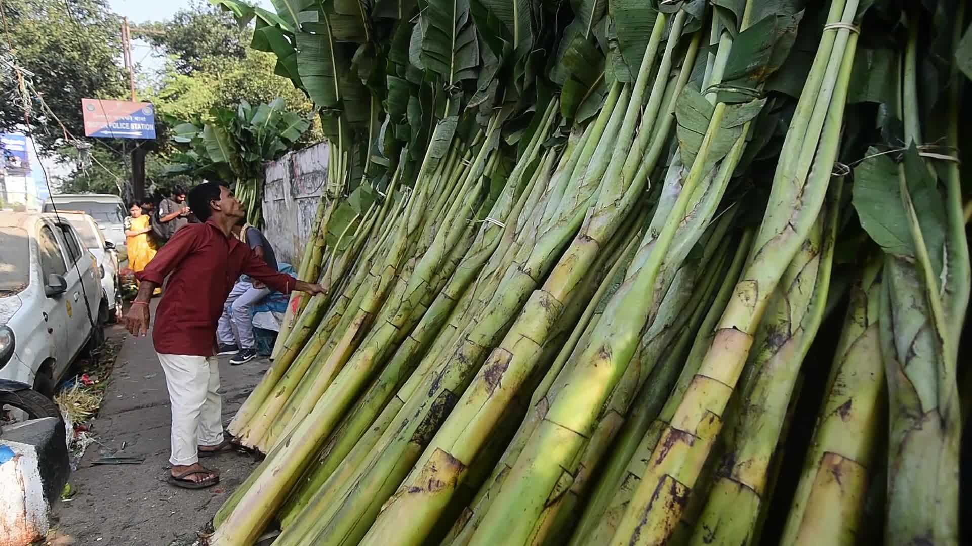 Banana plants used during the Diwali celebration to provide fooder  for elephants in India  