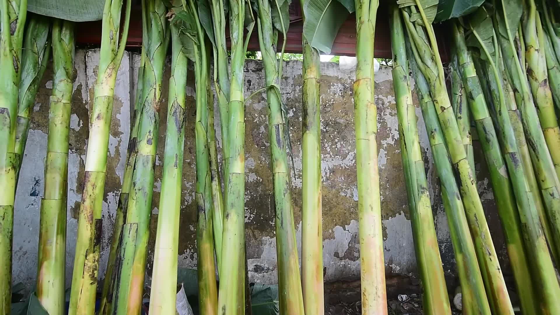 Banana plants used during the Diwali celebration to provide fooder  for elephants in India  