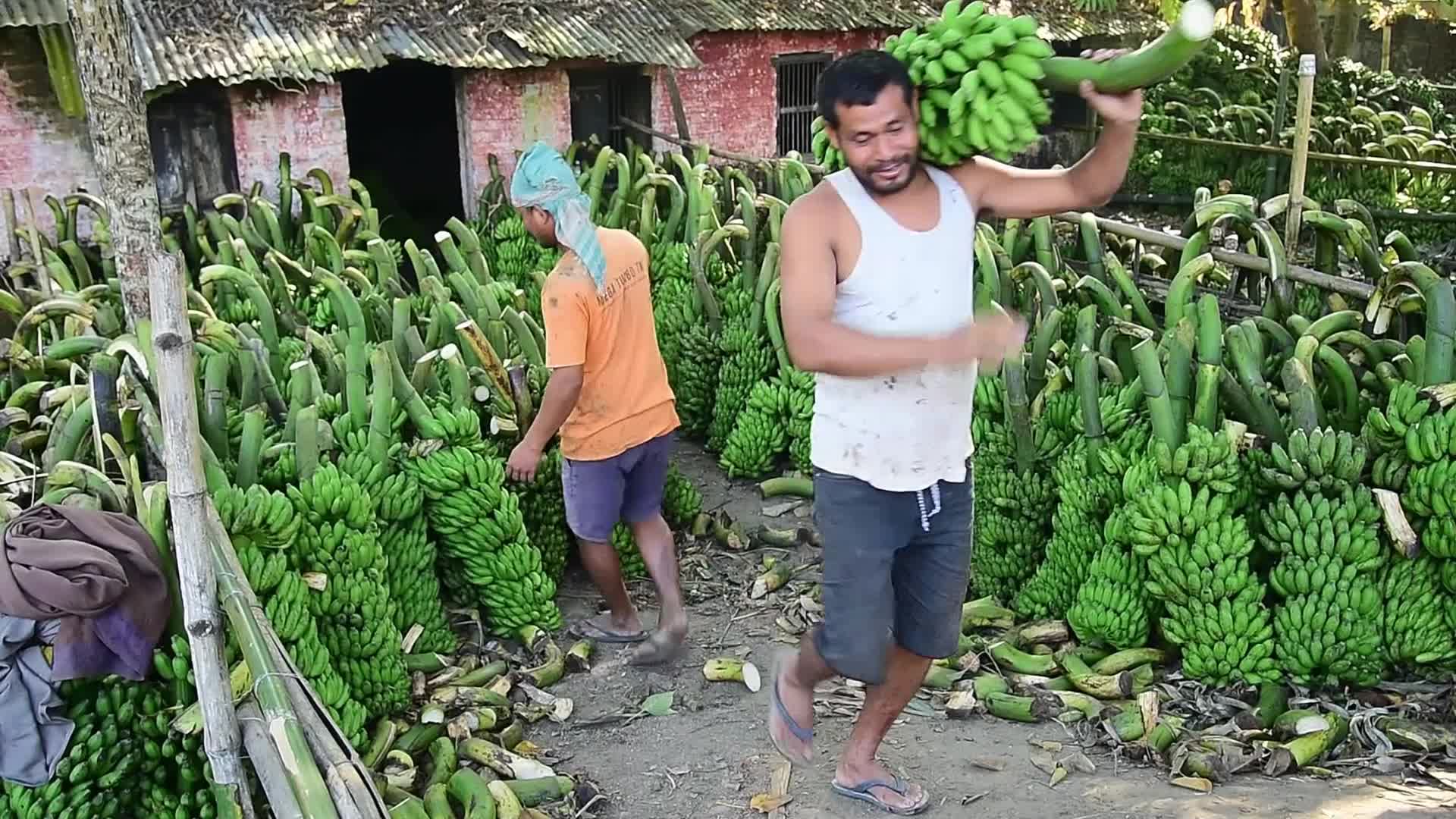Asia's Largest Banana Market in India 