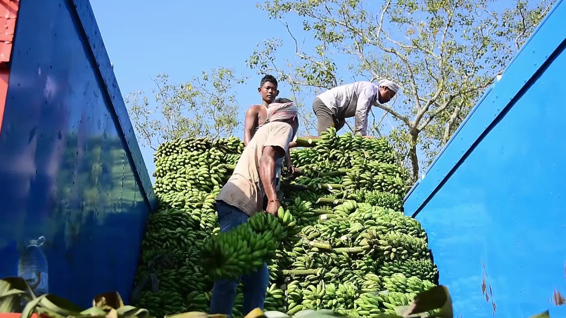 Asia's Largest Banana Market in India 