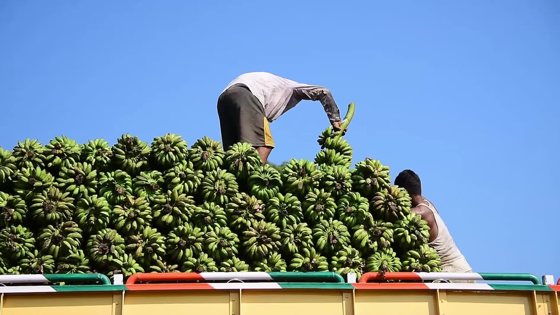 Asia's Largest Banana Market in India 