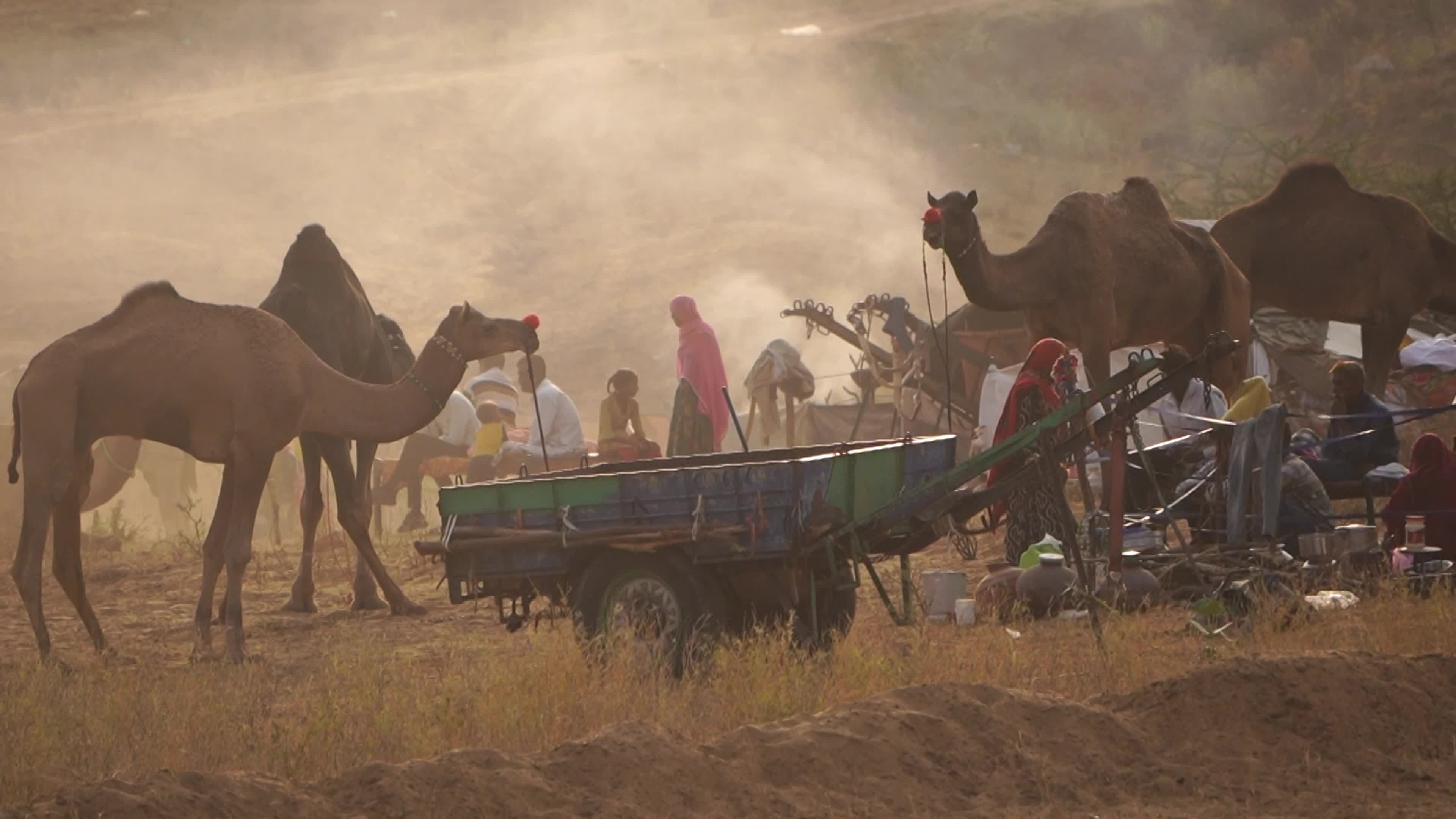 Annual camel and livestock fair is one of the world's largest camel fairs in India