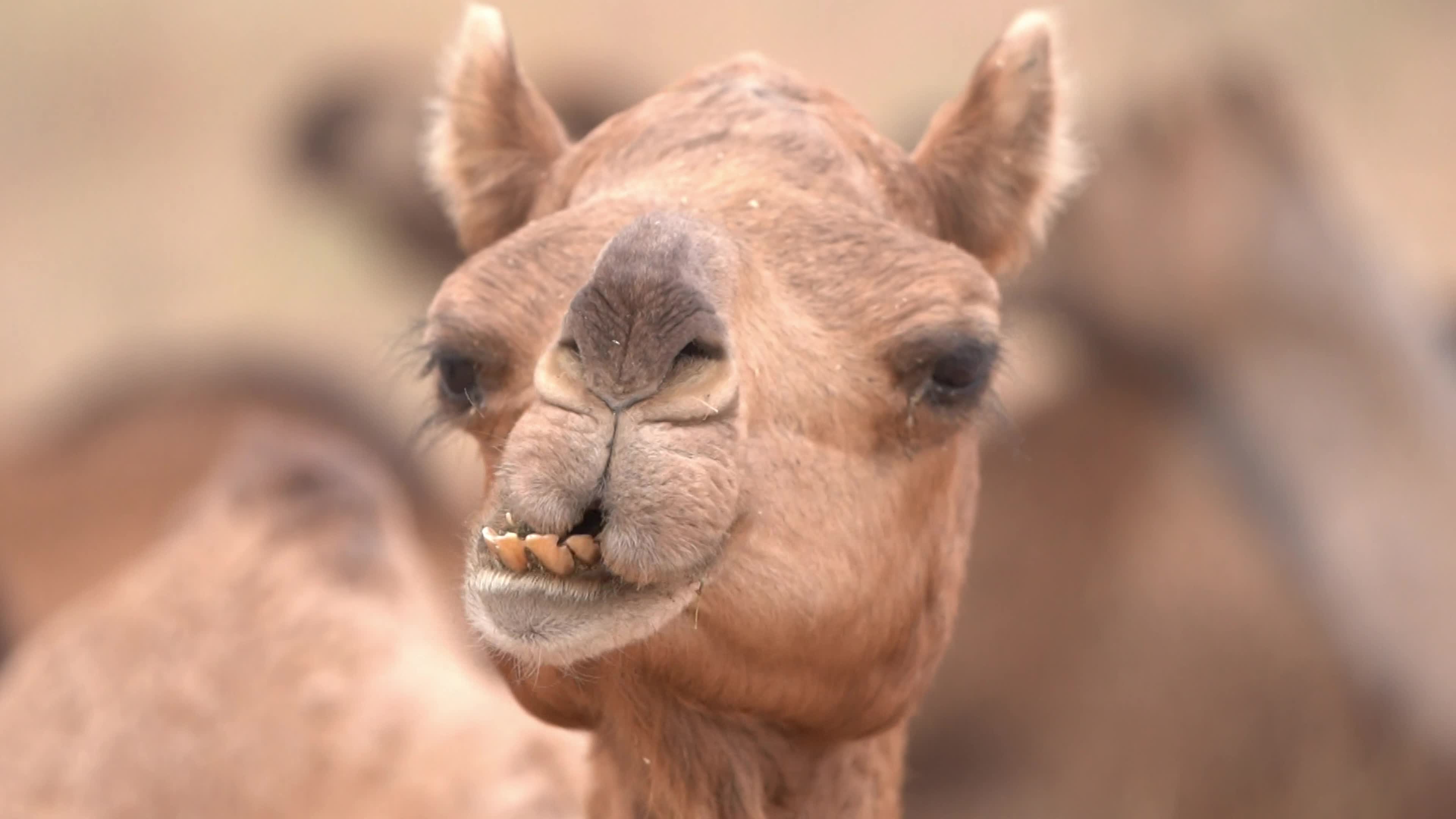 World's largest camel fairs in India