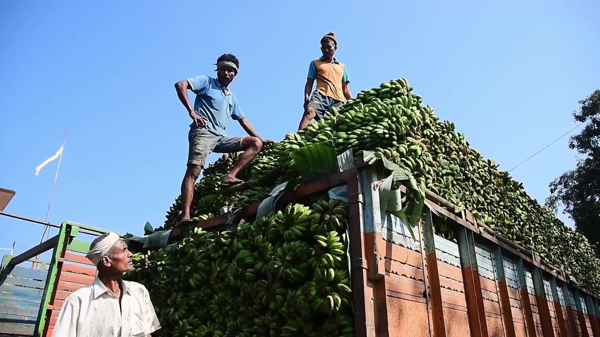Asia's Largest Banana Market in India 