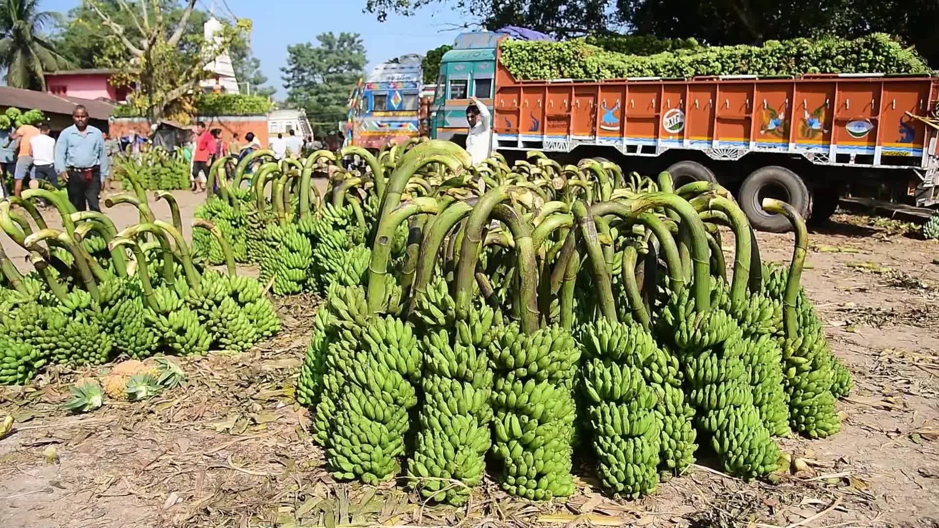 Asia's Largest Banana Market in India 
