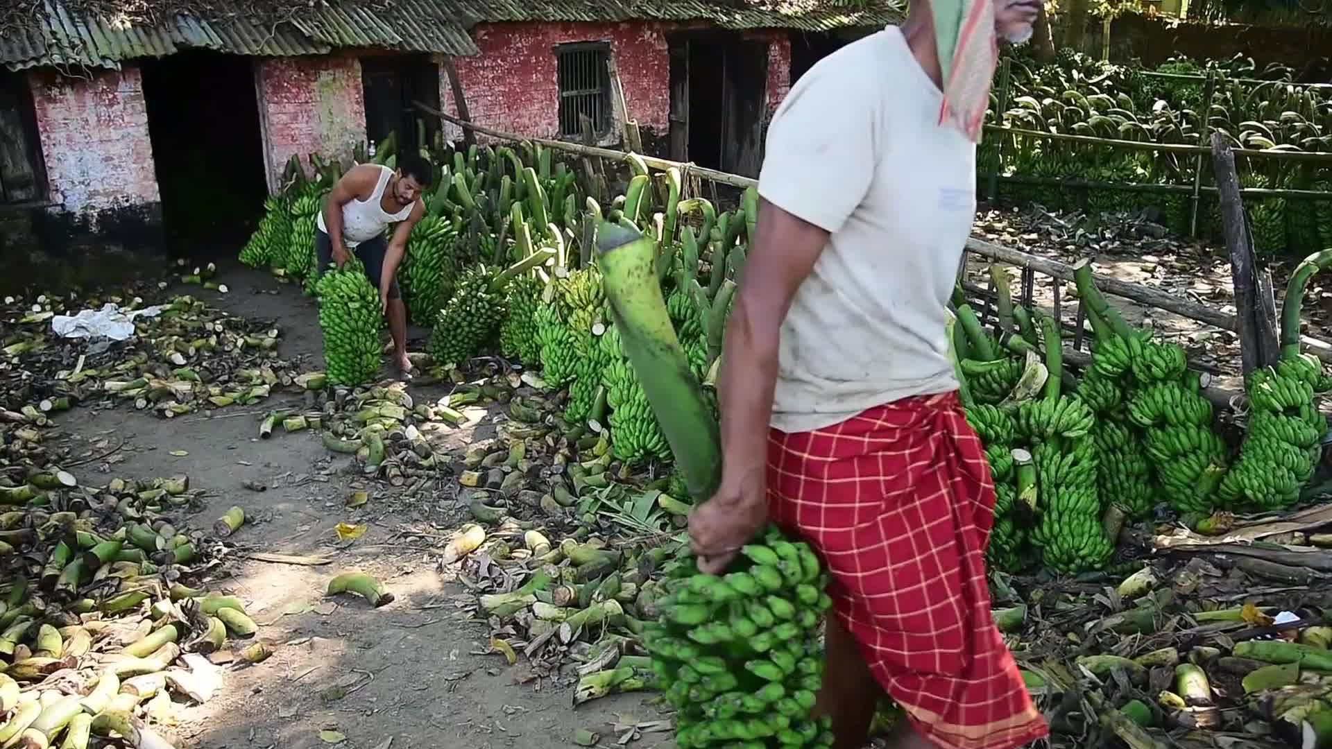 Asia's Largest Banana Market in India 