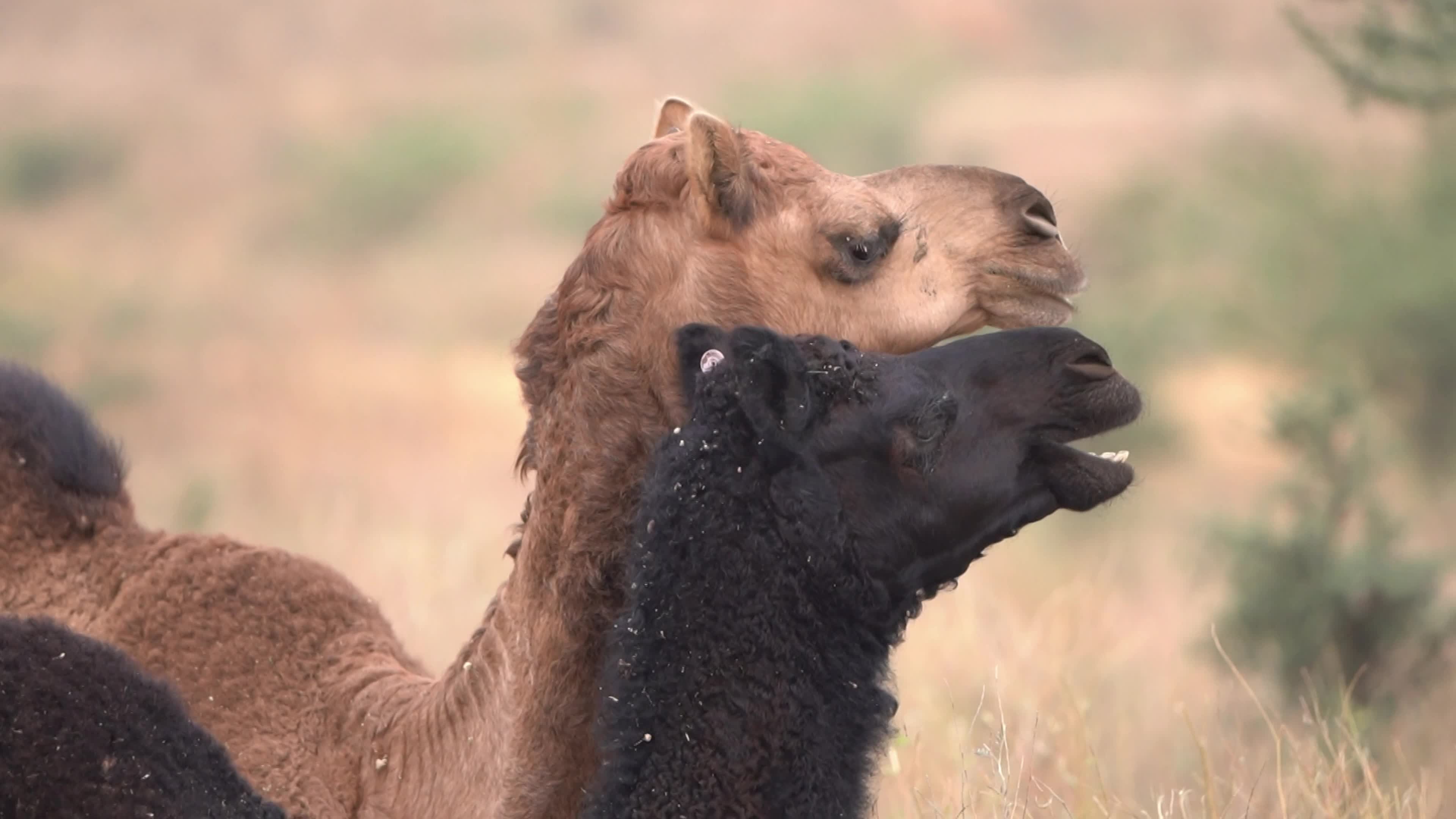 World's largest camel fairs in India